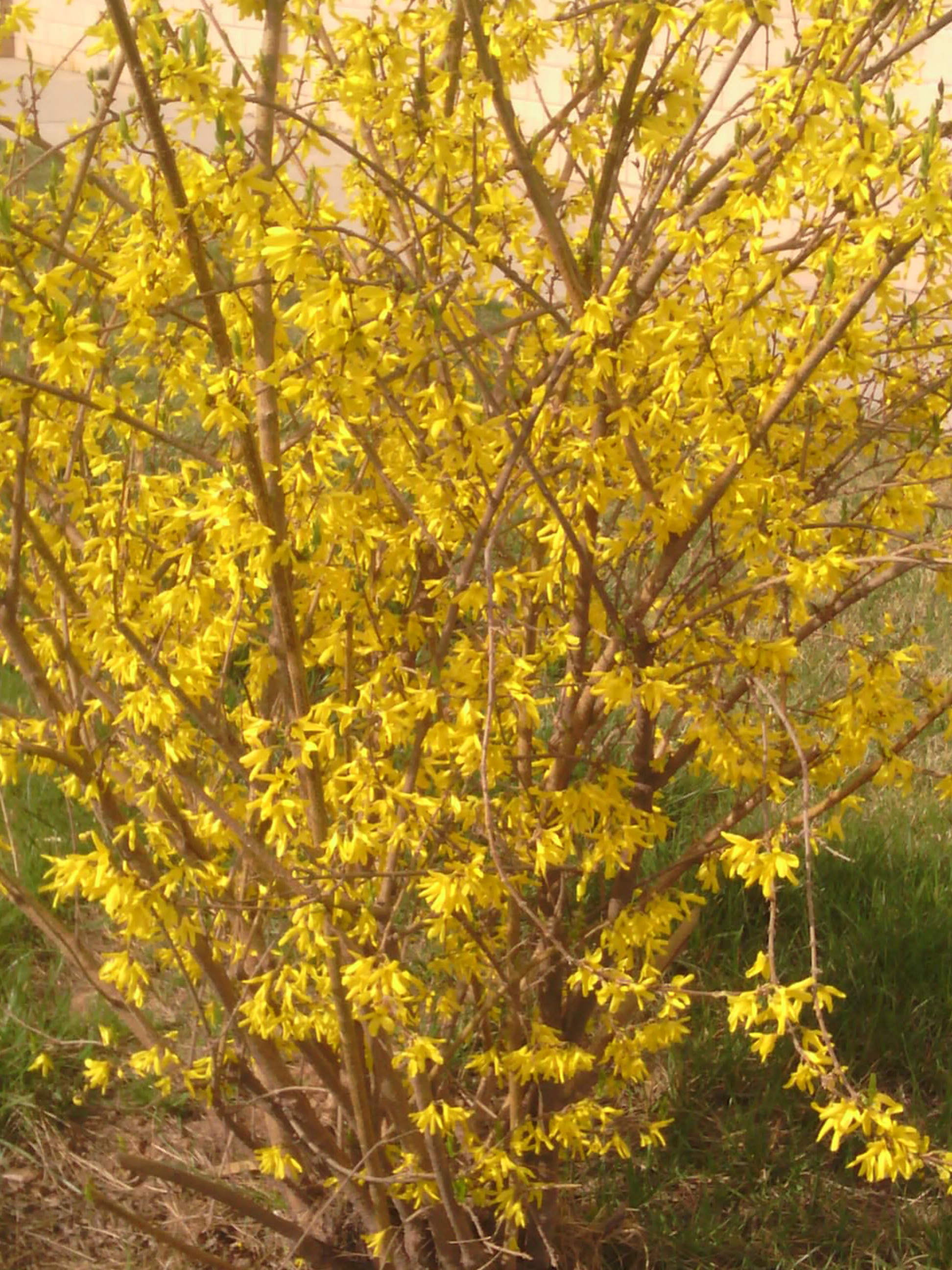 春季鼻炎别吃药,试试这碗水果茶,润肺止咳,治鼻炎