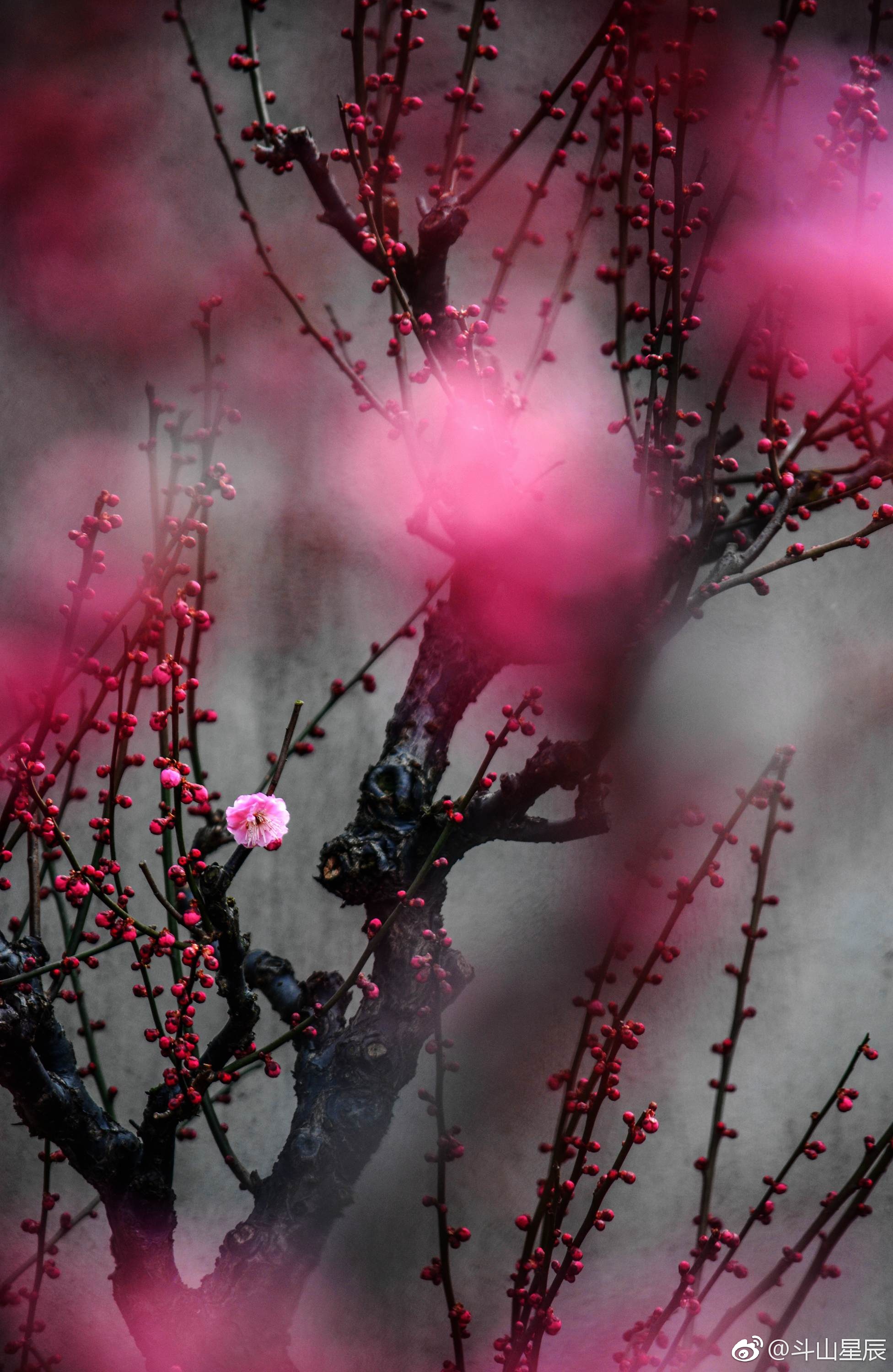 疏影横斜水清浅,暗香浮动春满园. 摄于中国"冯氏梅花"无锡斗山基地.