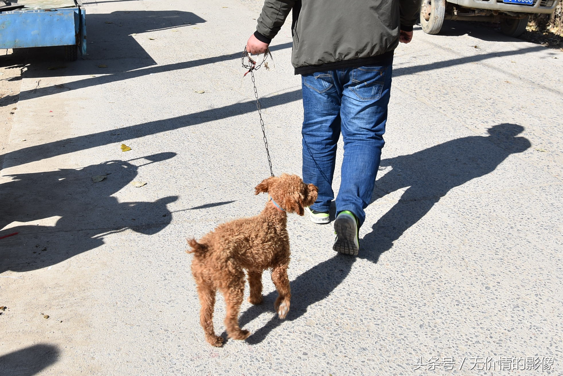 这只要价100元的金狮犬,却一直无人问津.