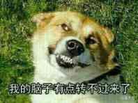 逗逼表情来袭我的脑子有点转不过来了