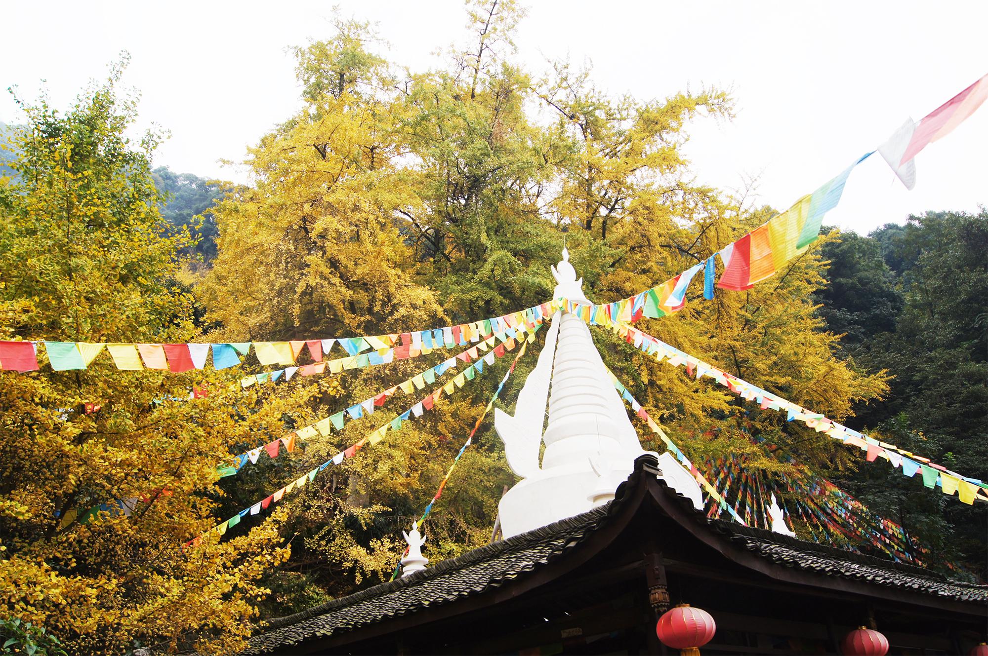 看了白岩寺的银杏,才算过秋天