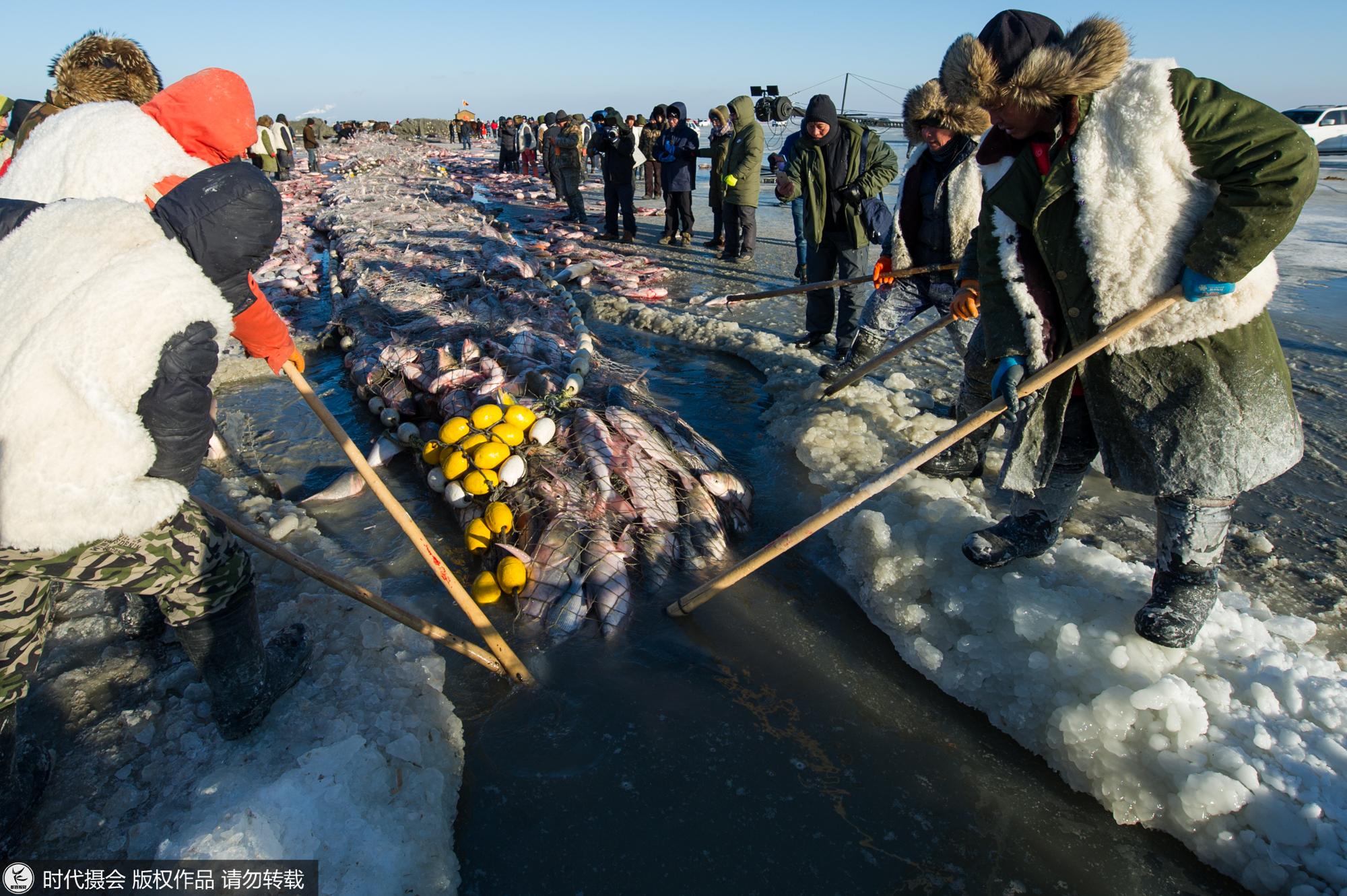 探秘查干湖壮观冬捕 看渔队如何将一网60万斤大鱼从冰下捞上岸