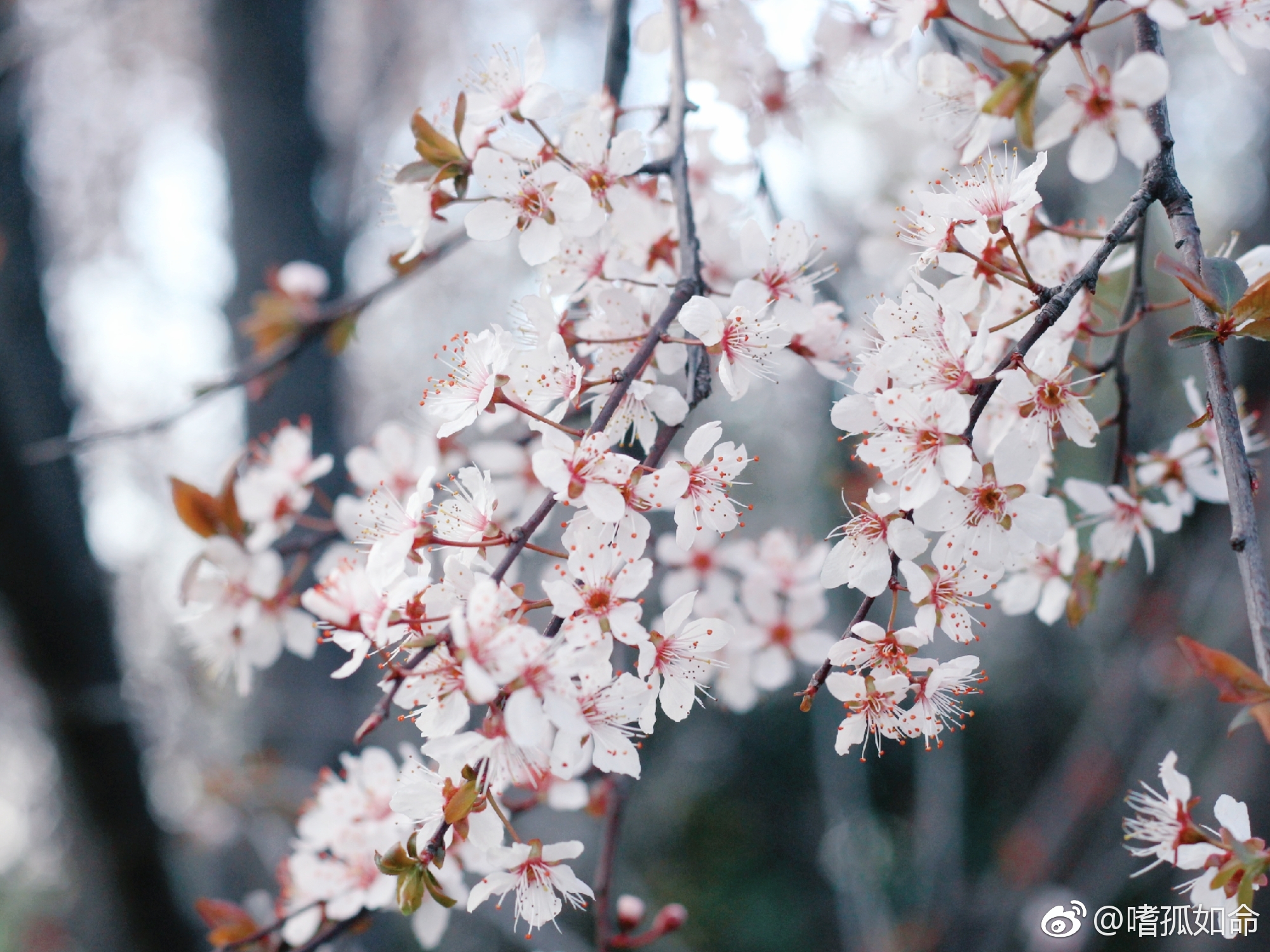 “诗家清景在新春,绿柳才黄半未匀|诗家|南昌|艾溪湖_新浪新闻