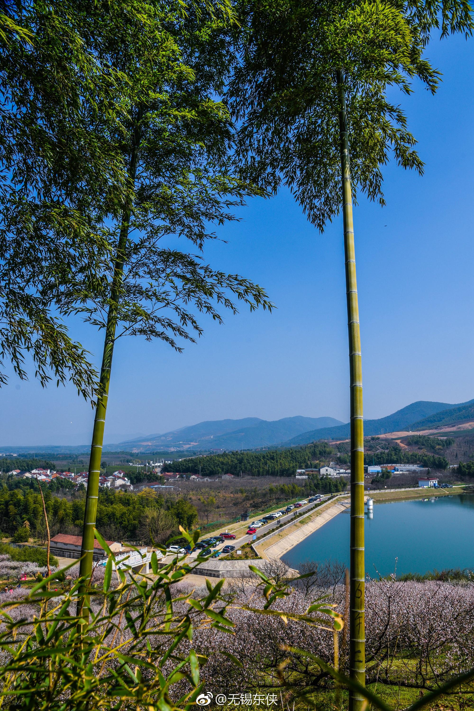 宜兴茗岭村淦里水库这里山清水秀福地千亩梅开姿态万千