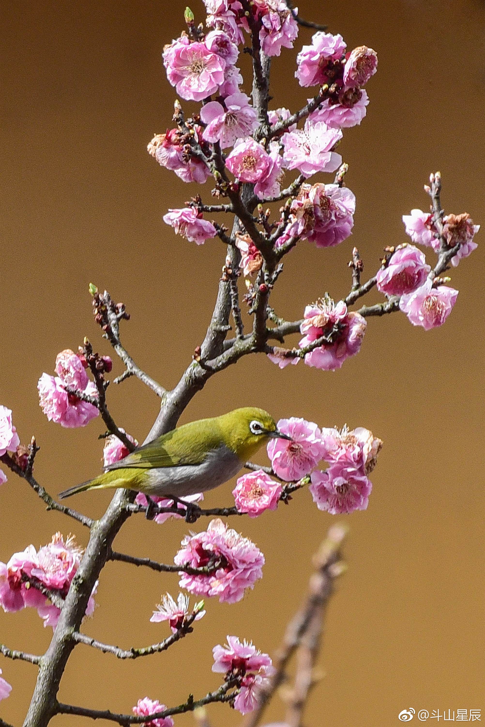图说节气惊蛰(无锡)