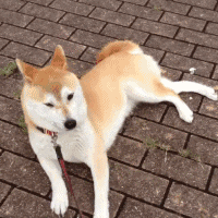 200_200gif 动态图 动图
