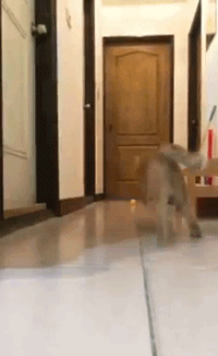 200_326gif 动态图 动图