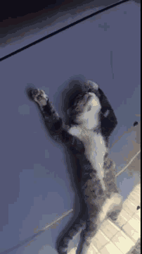 正文  (英短蓝猫加白?好了可不要被它这幅无辜的样子欺骗了哦!