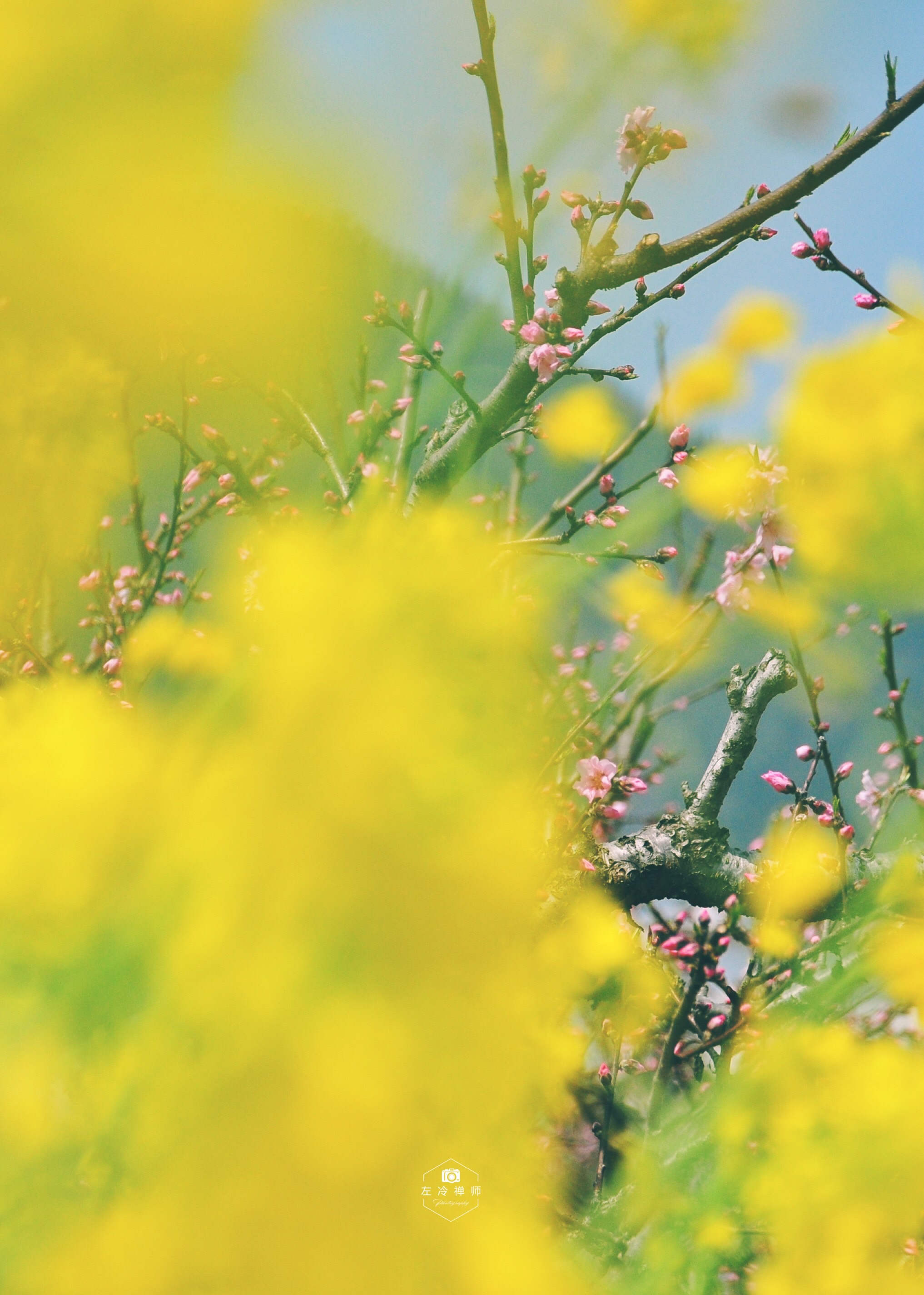 当大地回暖,千枝绽绿的时侯,谁心里不回荡着一个万紫千红的新春