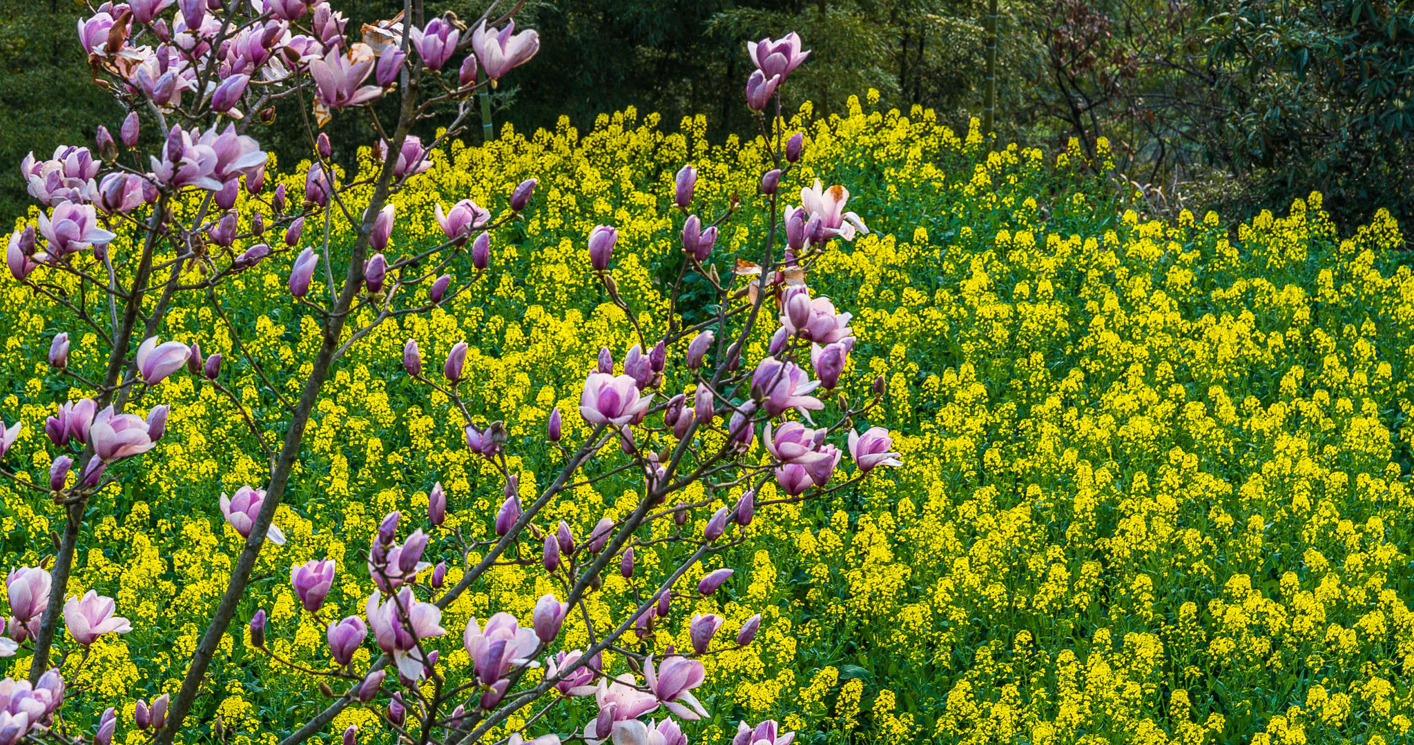 篁岭归来不看花,这里的油菜花美了一个春天