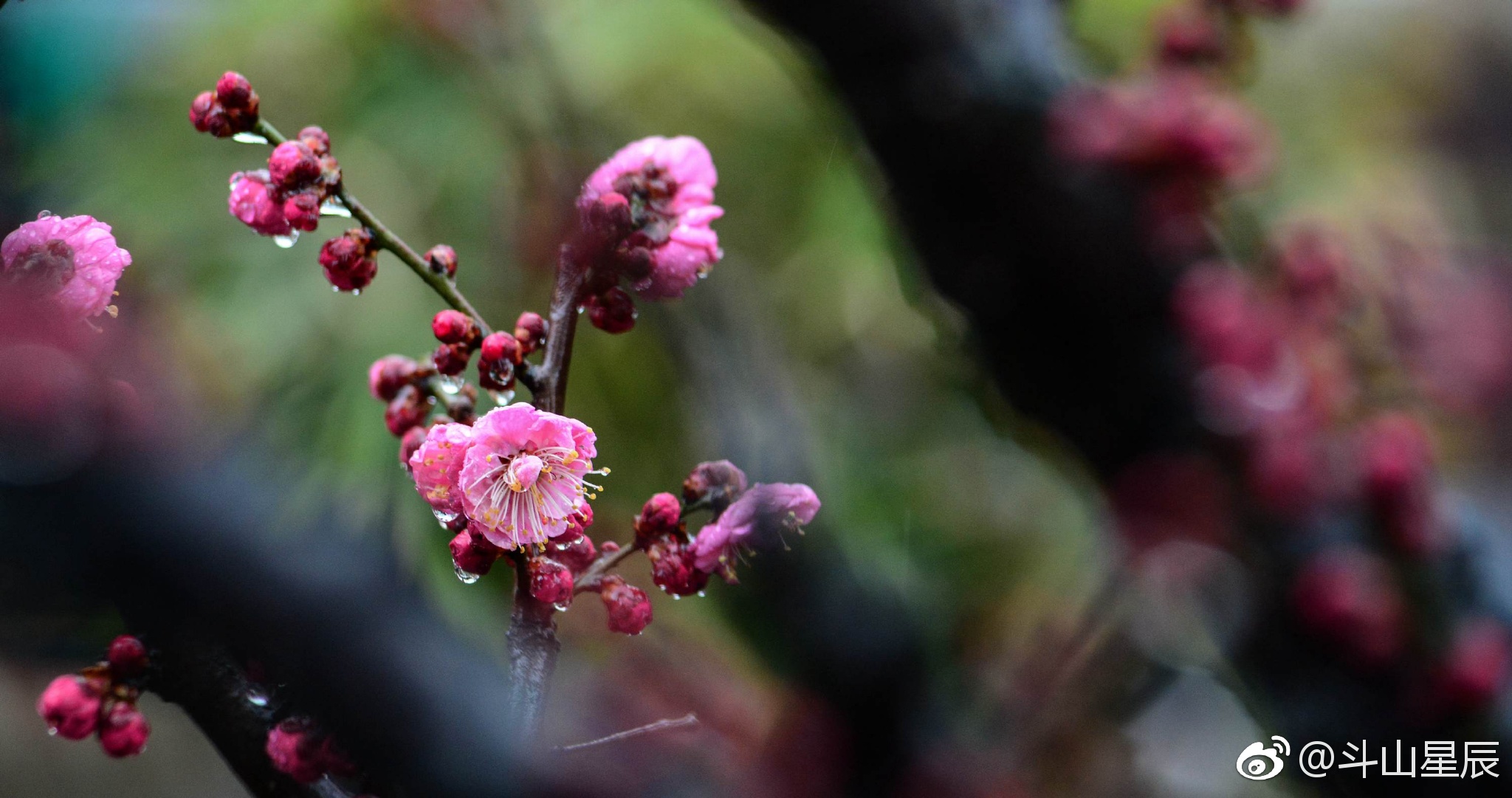 梅花苗木基地在哪里