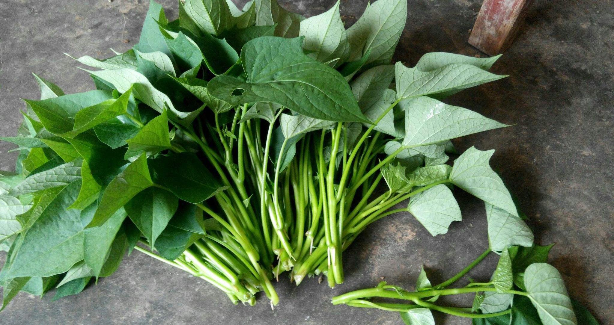 农村一种农作物以前只有穷人和猪才吃如今10元一斤成长寿菜