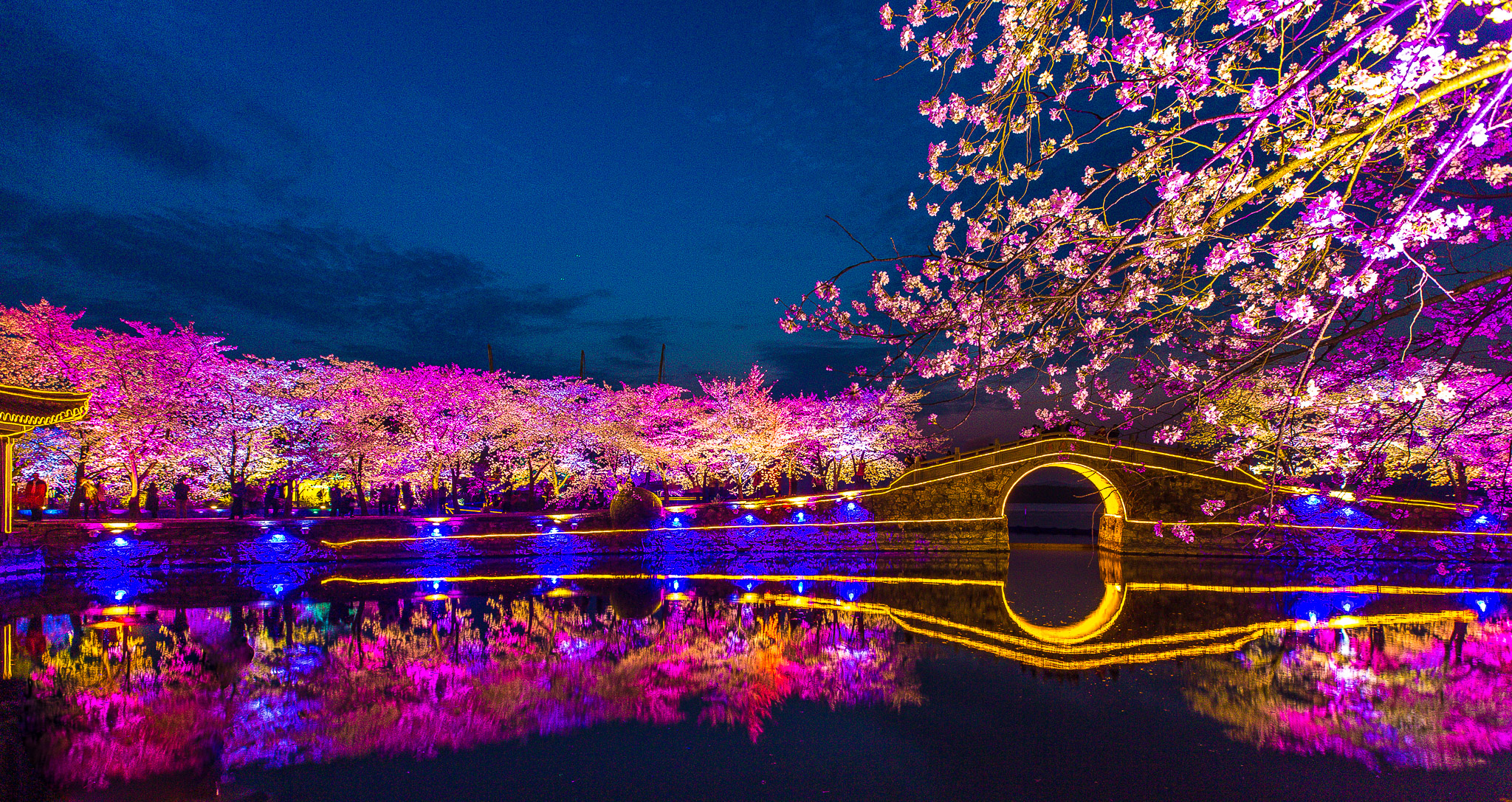 无锡太湖鼋头渚国际樱花节本月底即将拉开帷幕