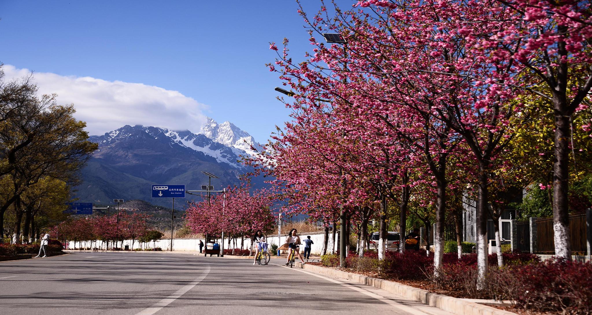 丽江有条樱花大道,能一眼望见玉龙雪山,跟富士山有一拼