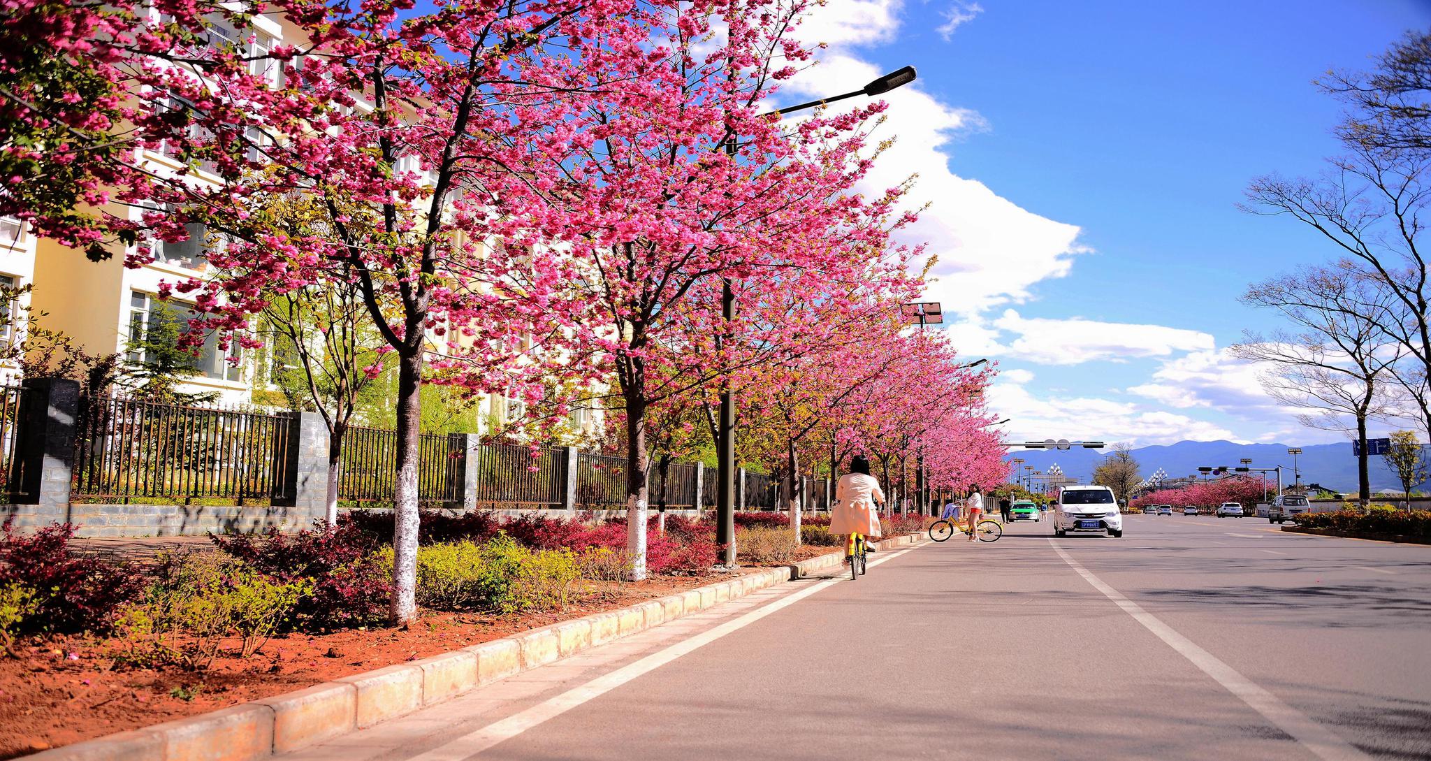 丽江有条樱花大道,能一眼望见玉龙雪山,跟富士山有一拼