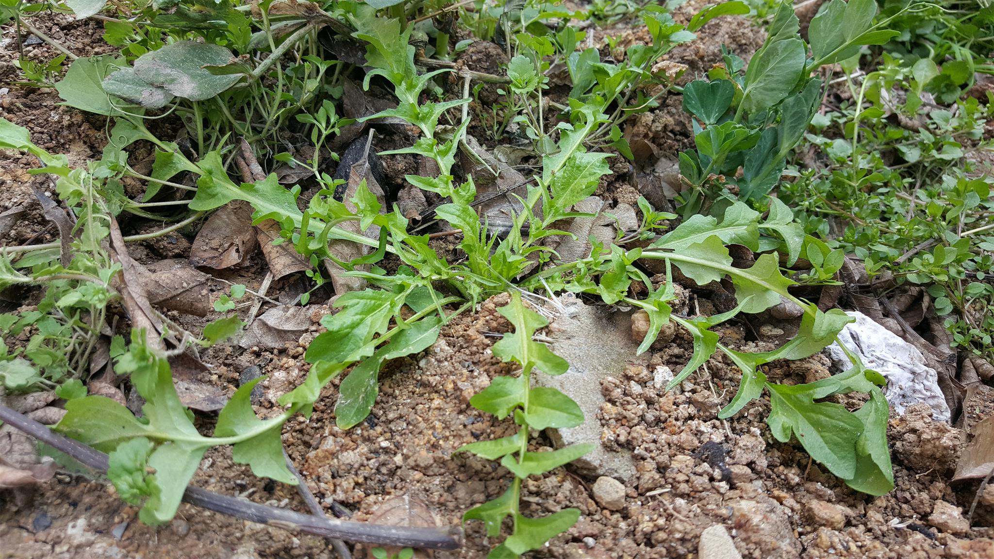 農村裡這4種野菜具有養肺的功效第三種60元一斤成稀罕貨