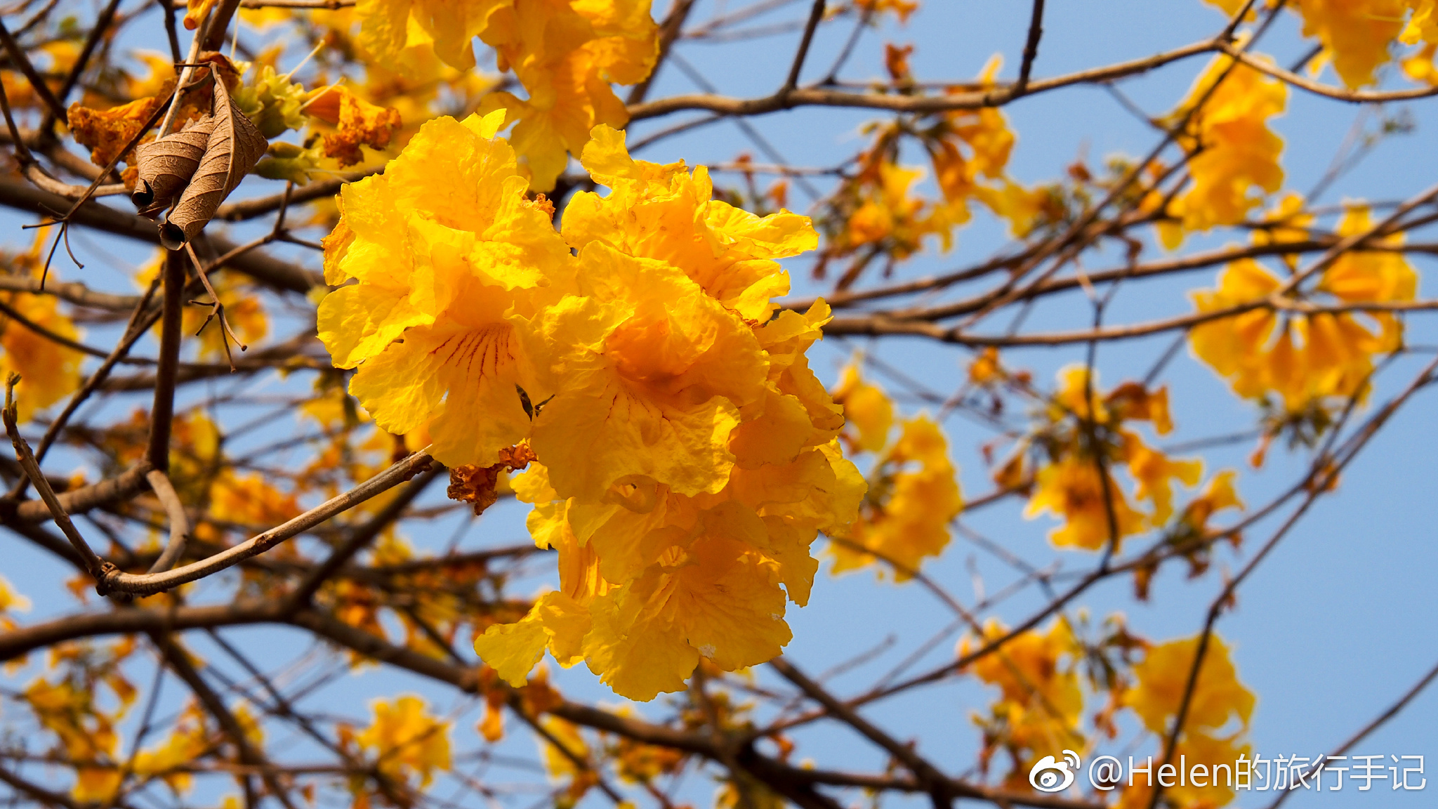 花开堪折直须折 莫待无花空折枝 蓝天下的黄花风铃木