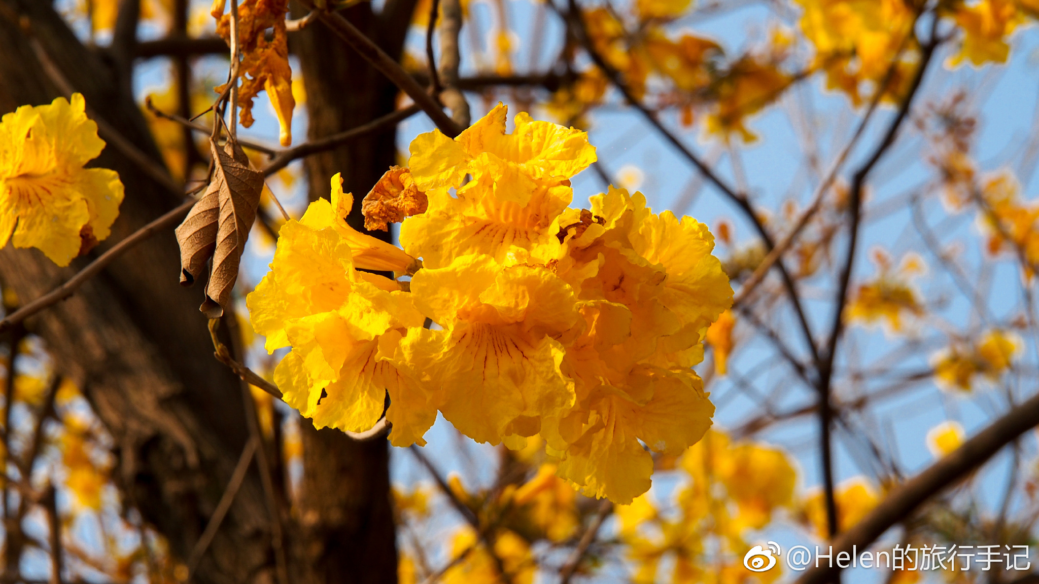 花开堪折直须折 莫待无花空折枝 蓝天下的黄花风铃木