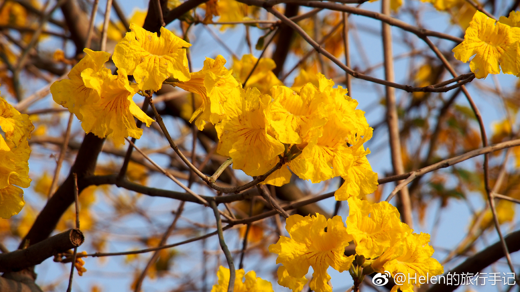 花开堪折直须折 莫待无花空折枝 蓝天下的黄花风铃木
