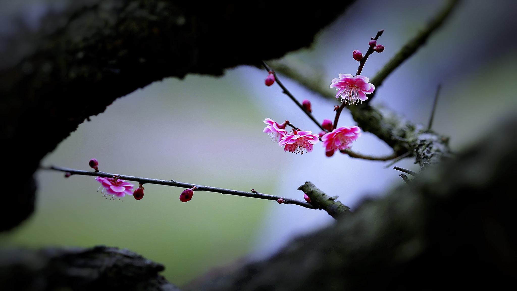 小寒已闻早春气息 雨润梅花迎春花开!太美了!