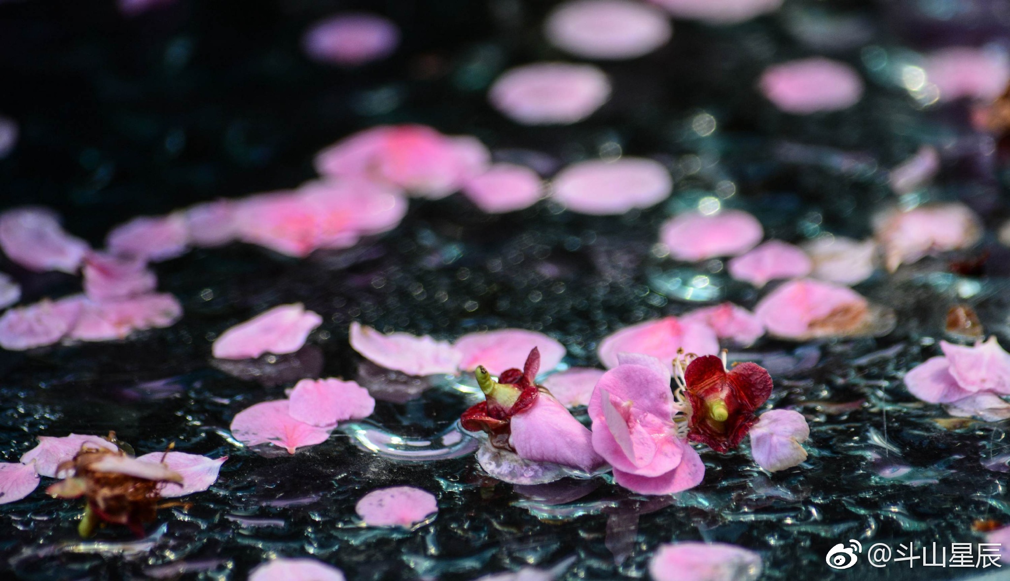 斗山"冯氏梅花"风姿