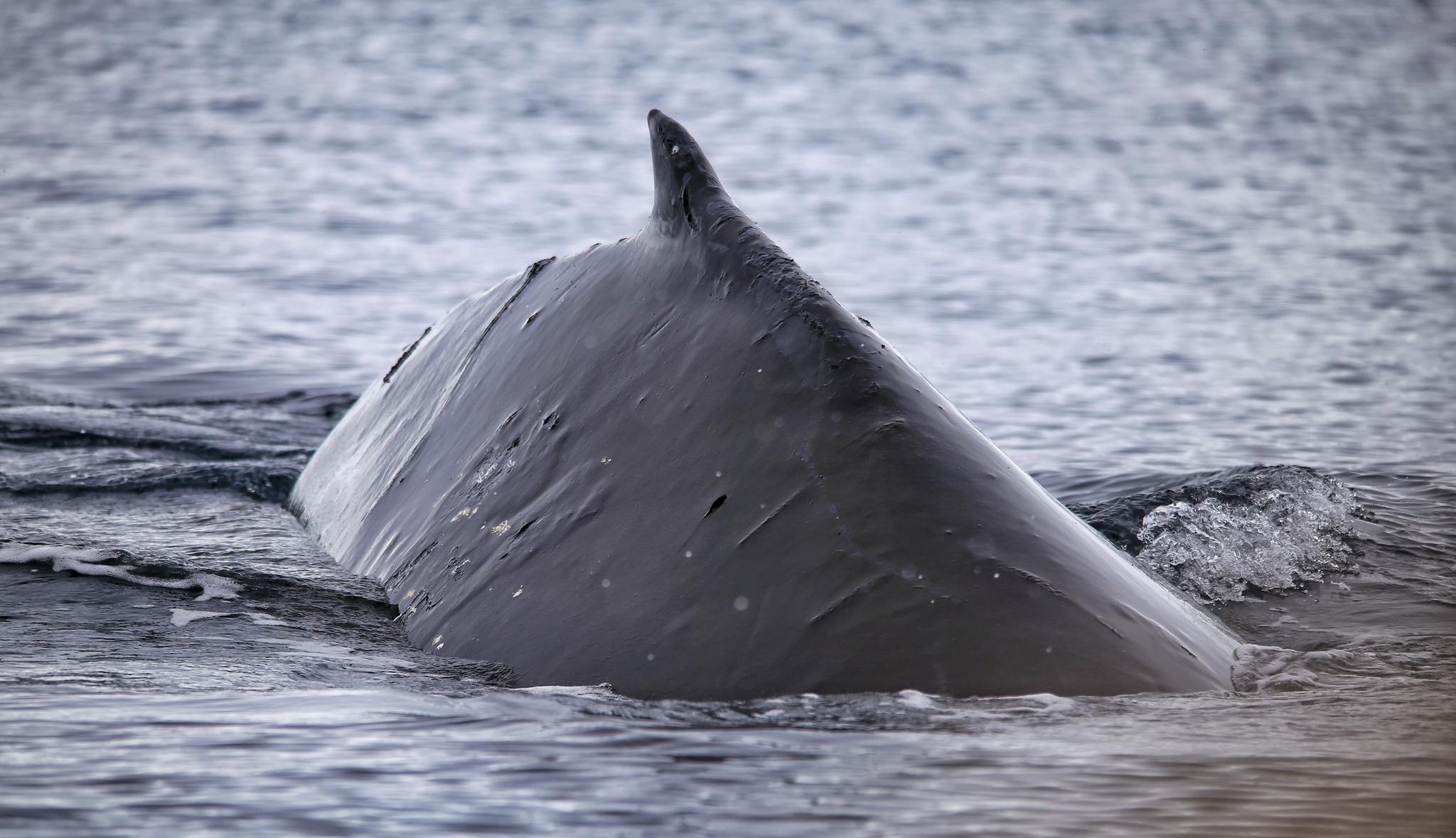 海蓝时见鲸,在南极探游,很多时候需要足够的幸运
