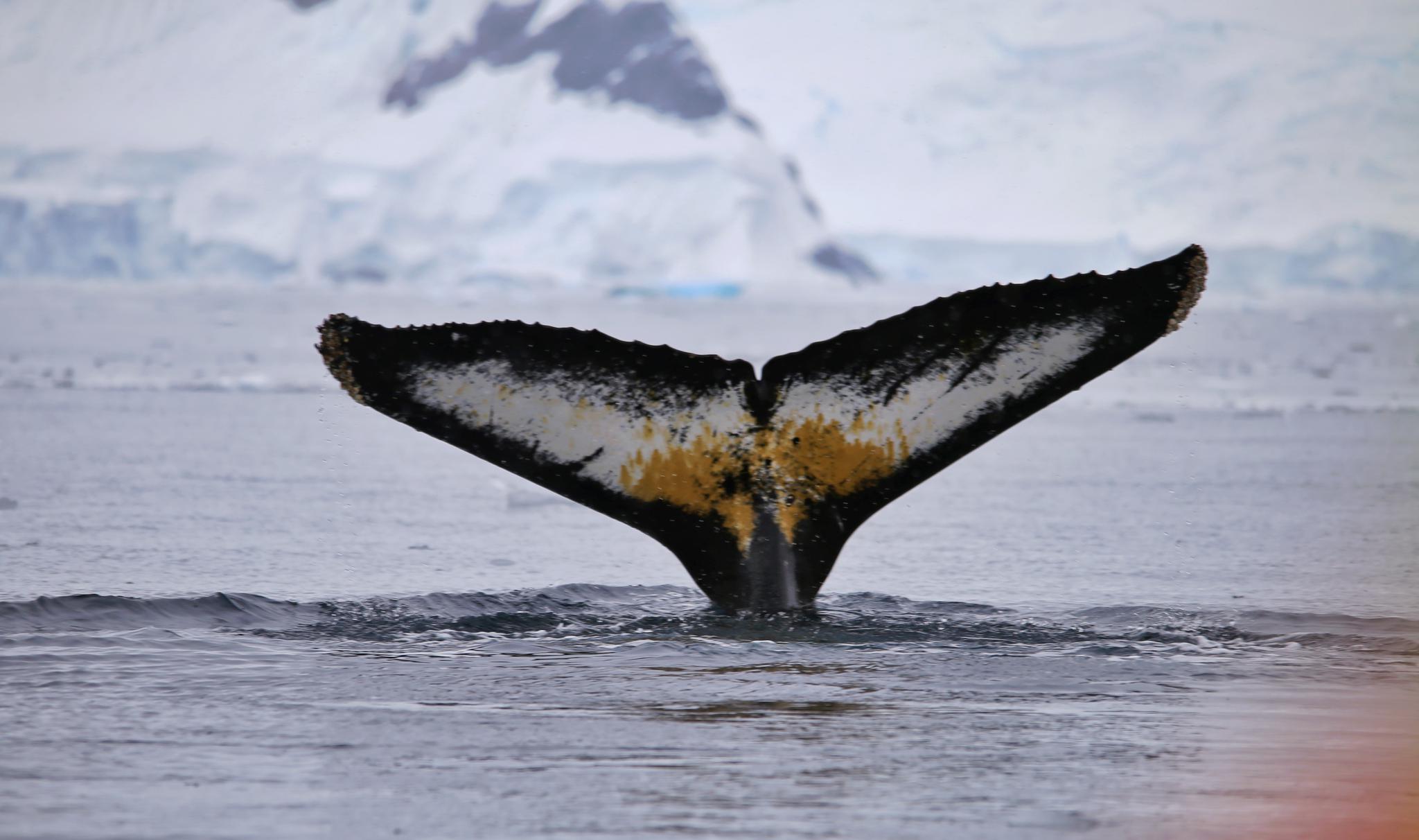 海蓝时见鲸,在南极探游,很多时候需要足够的幸运