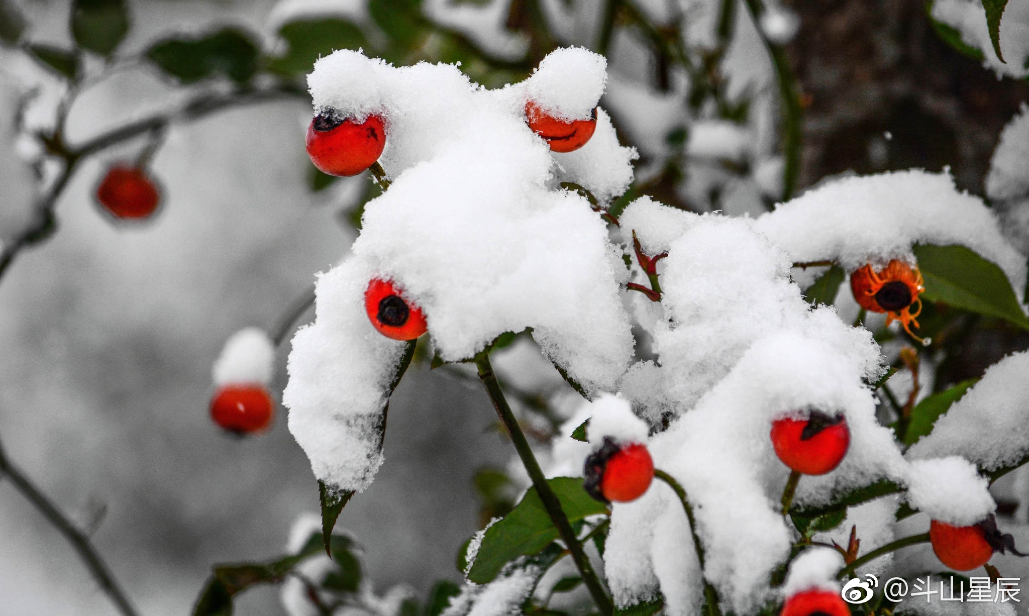 雪中小品——雪里红 ,摄于无锡鹅湖玫瑰园.