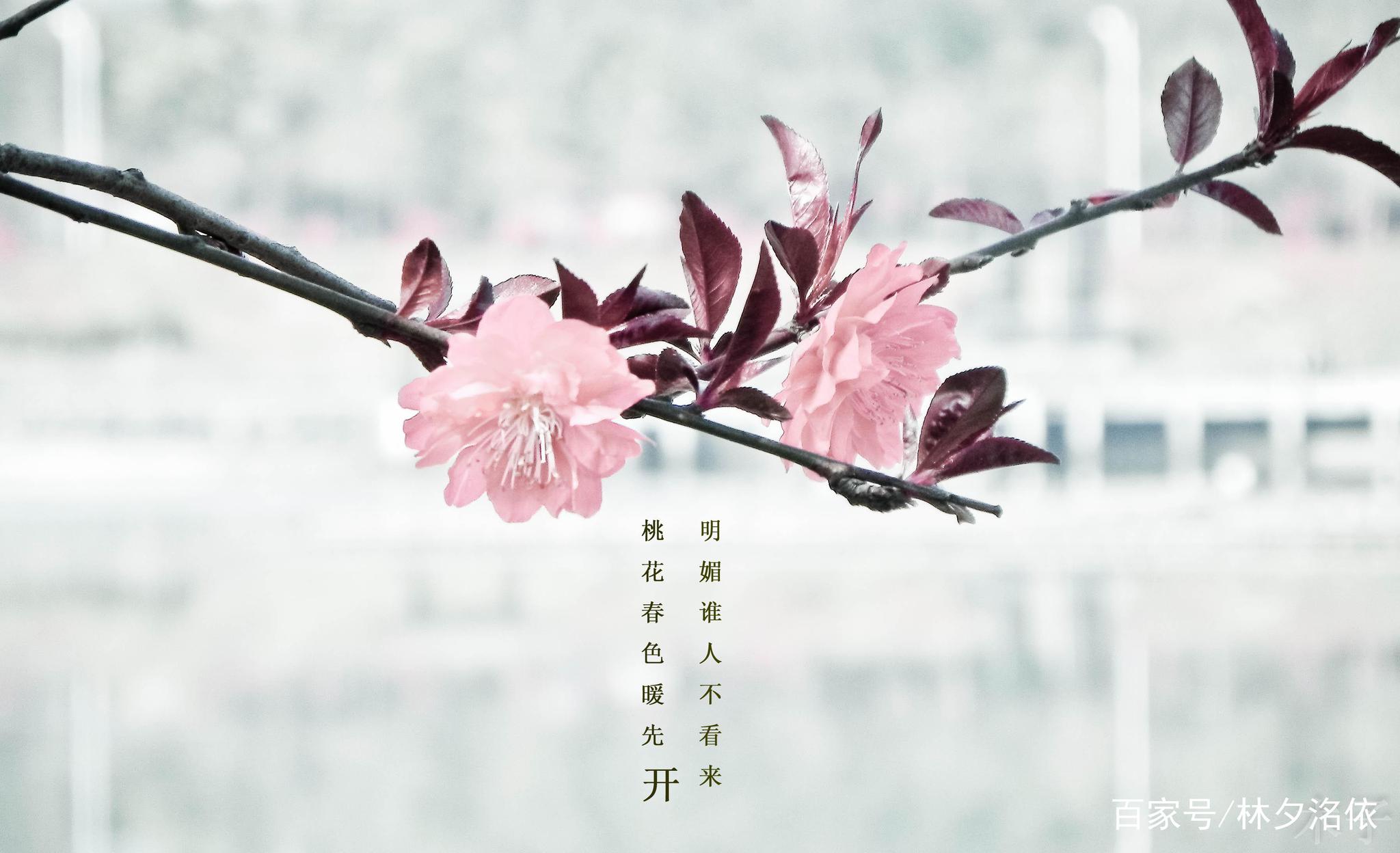 24个唯美短句 | 你好,三月;花开,春风醉!