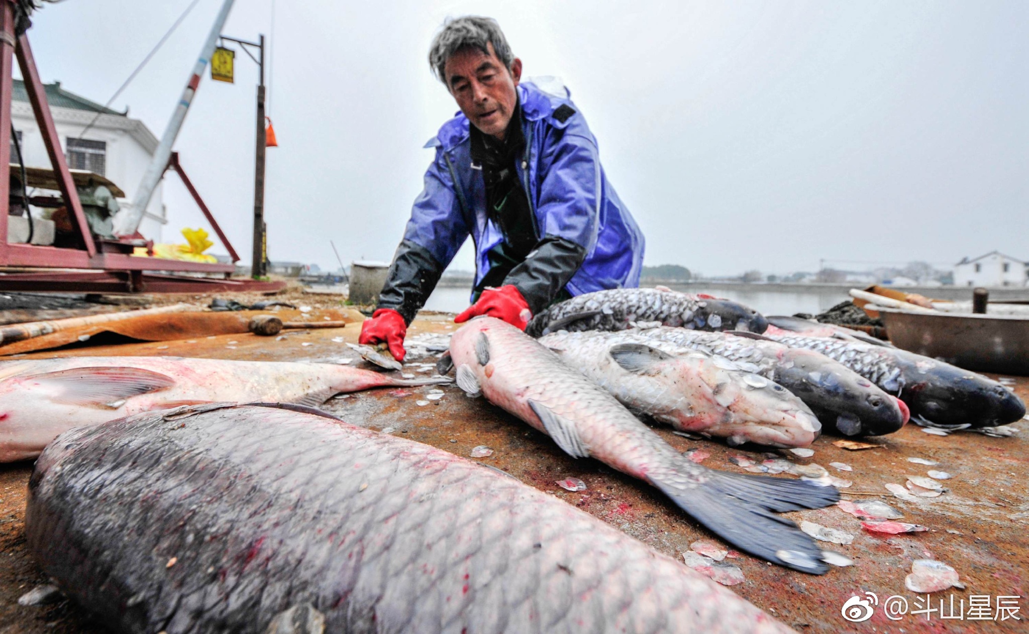 甘露青鱼今起全面开捕