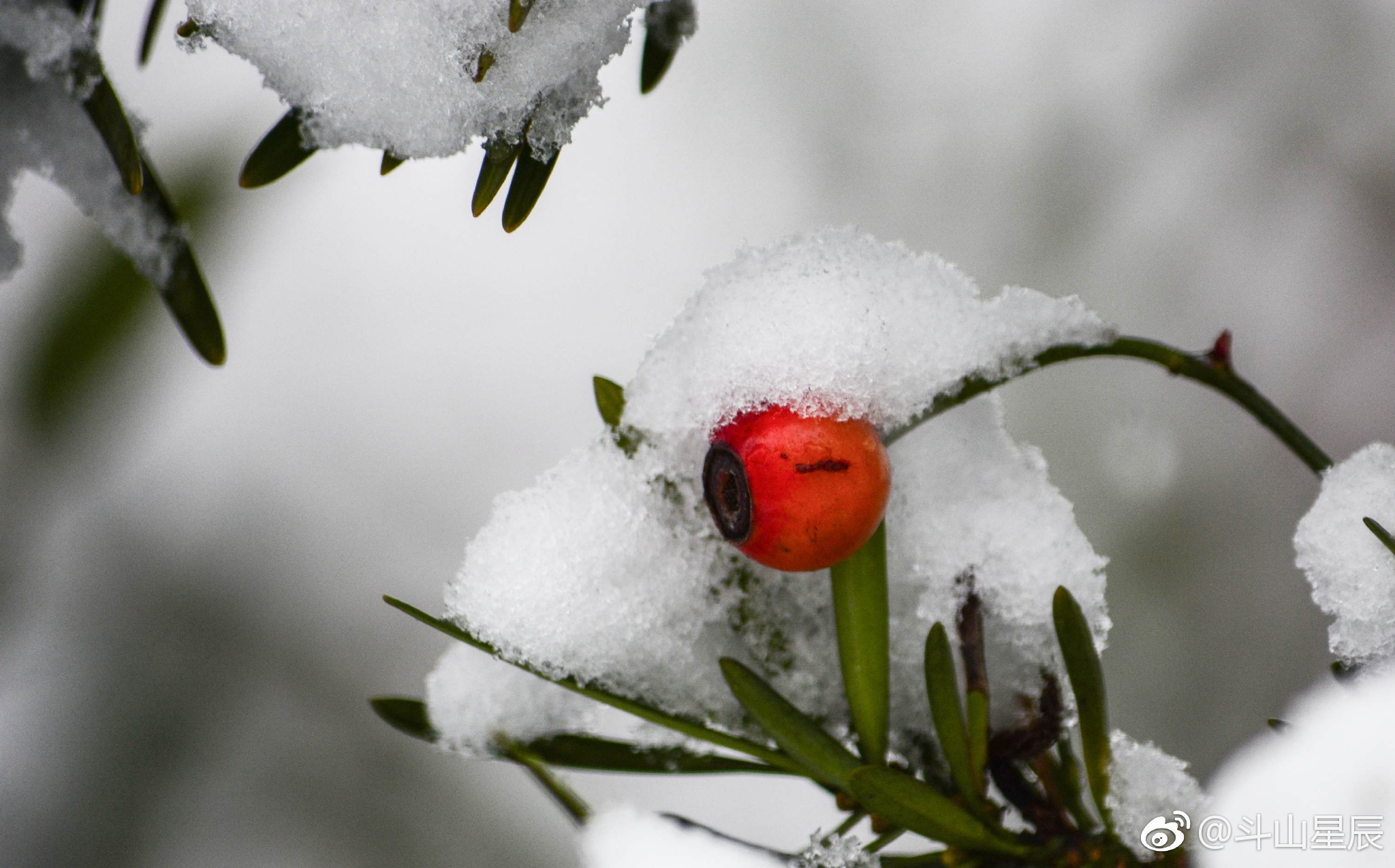 雪中小品——雪里红 ,摄于无锡鹅湖玫瑰园.