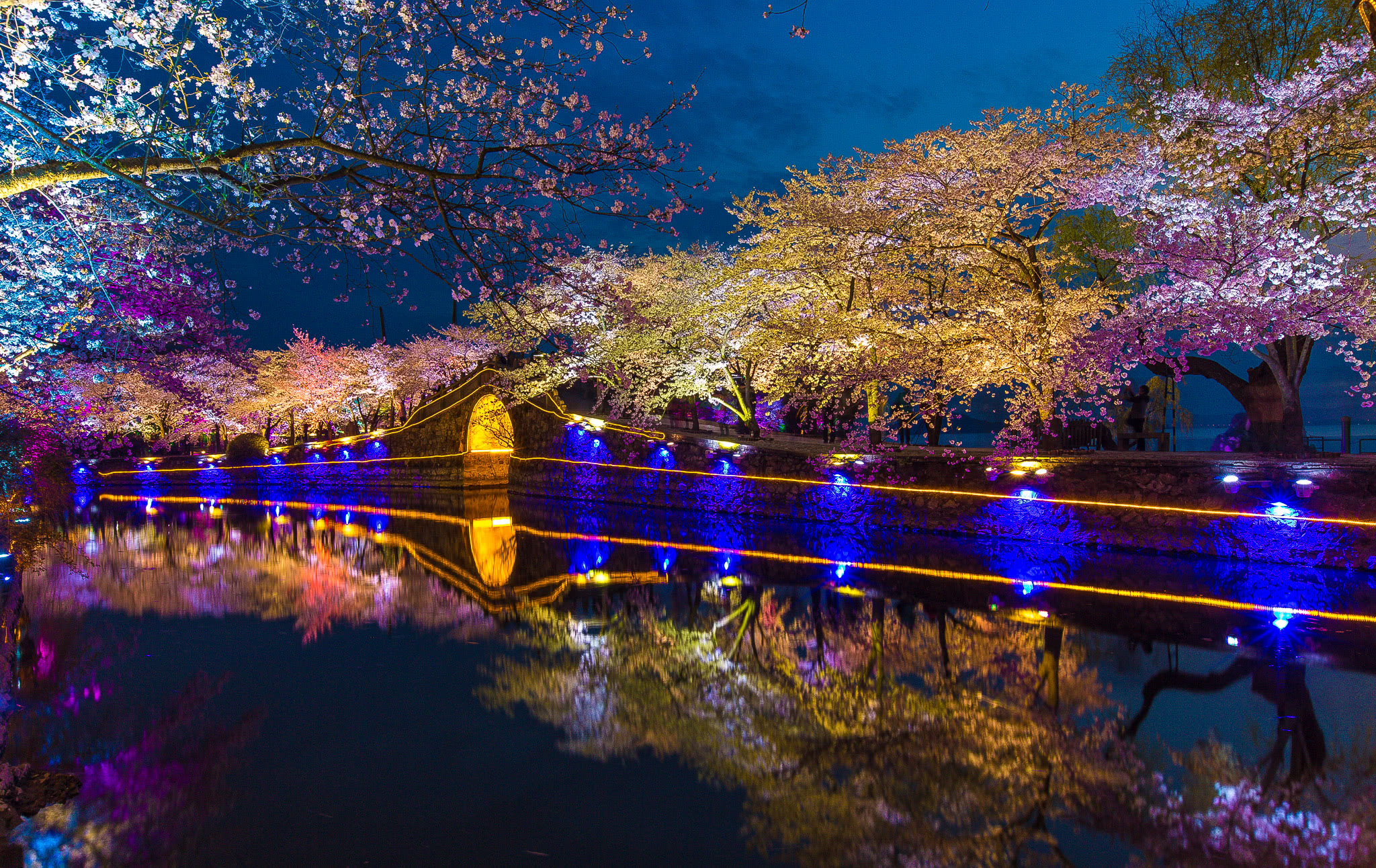 无锡太湖鼋头渚国际樱花节本月底即将拉开帷幕