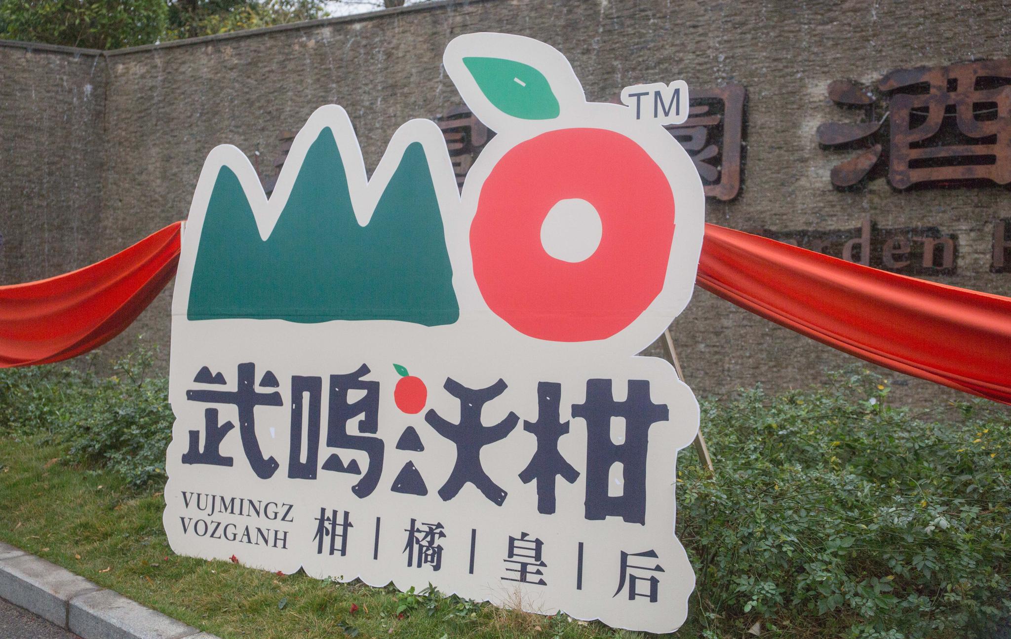 13年前从国外引进 种植超50万亩 武鸣沃柑或将成百亿元水果大产业