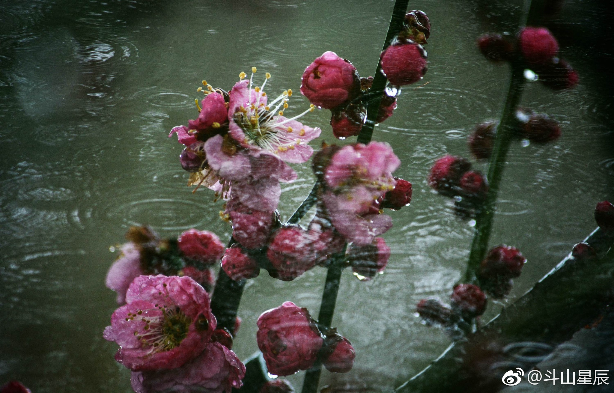 踏雨寻梅|斗山|梅花|陶菲菲_新浪新闻