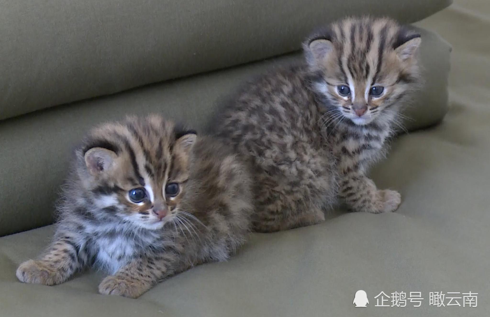 确认它们确实不是家猫,而是野生动物豹猫幼崽,出生大概在两三个月左右