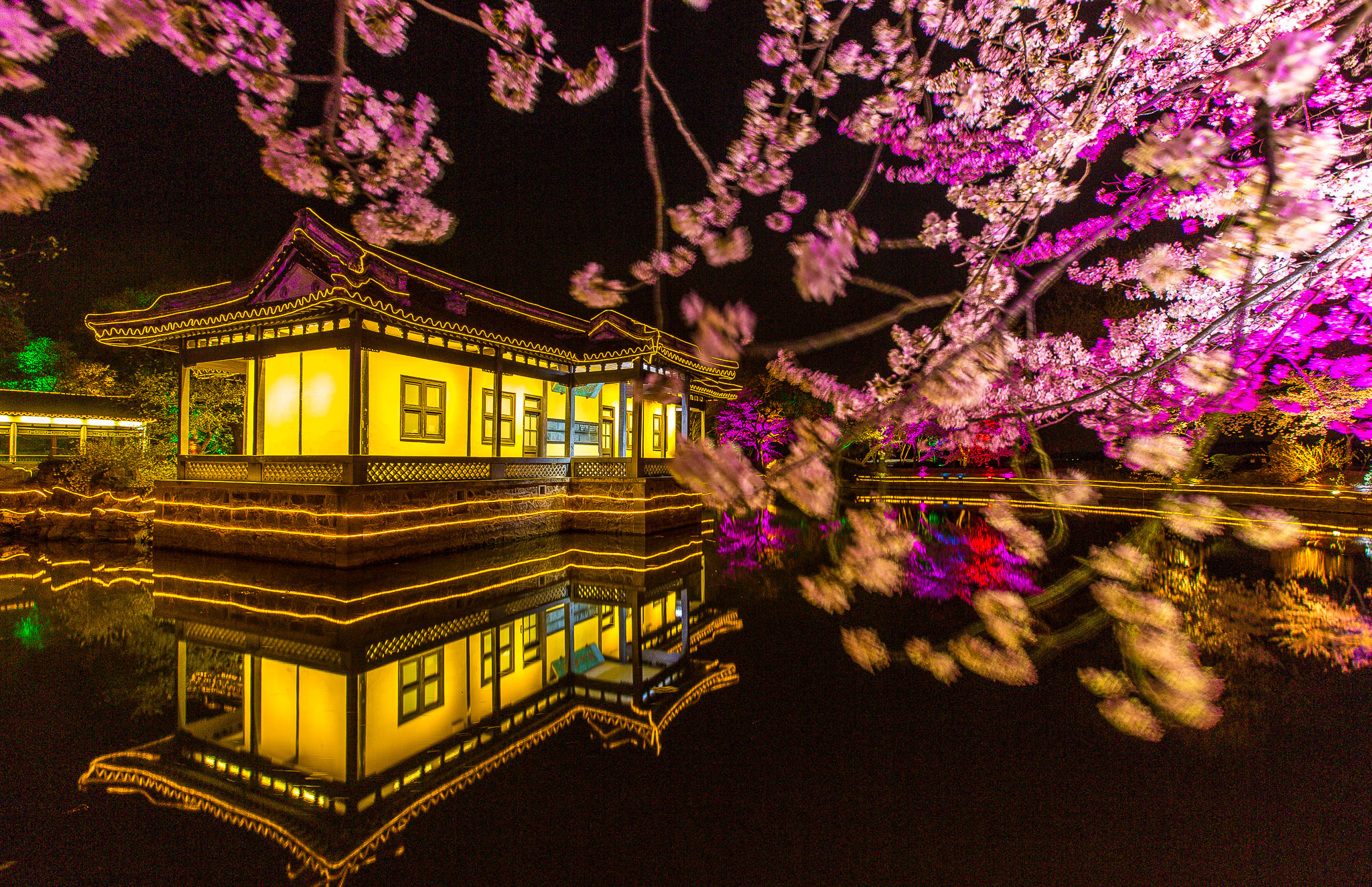 无锡太湖鼋头渚国际樱花节,本月底即将拉开帷幕|赏樱|樱花节|太湖