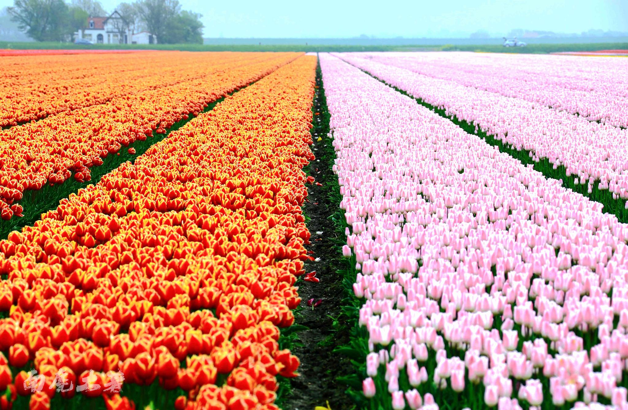 去看这世界上最美的农田