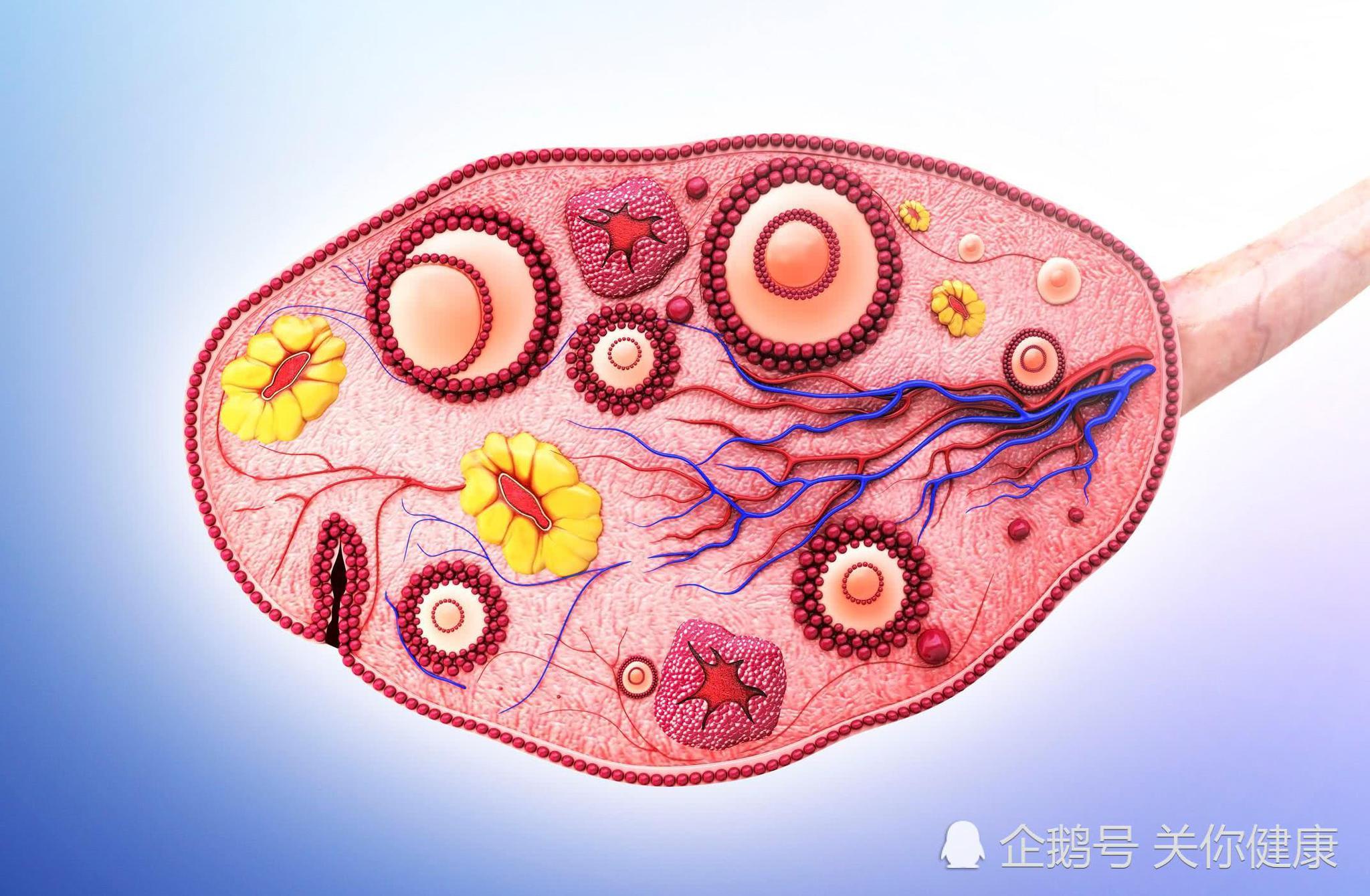 多囊卵巢促排卵的食物是什麼意思