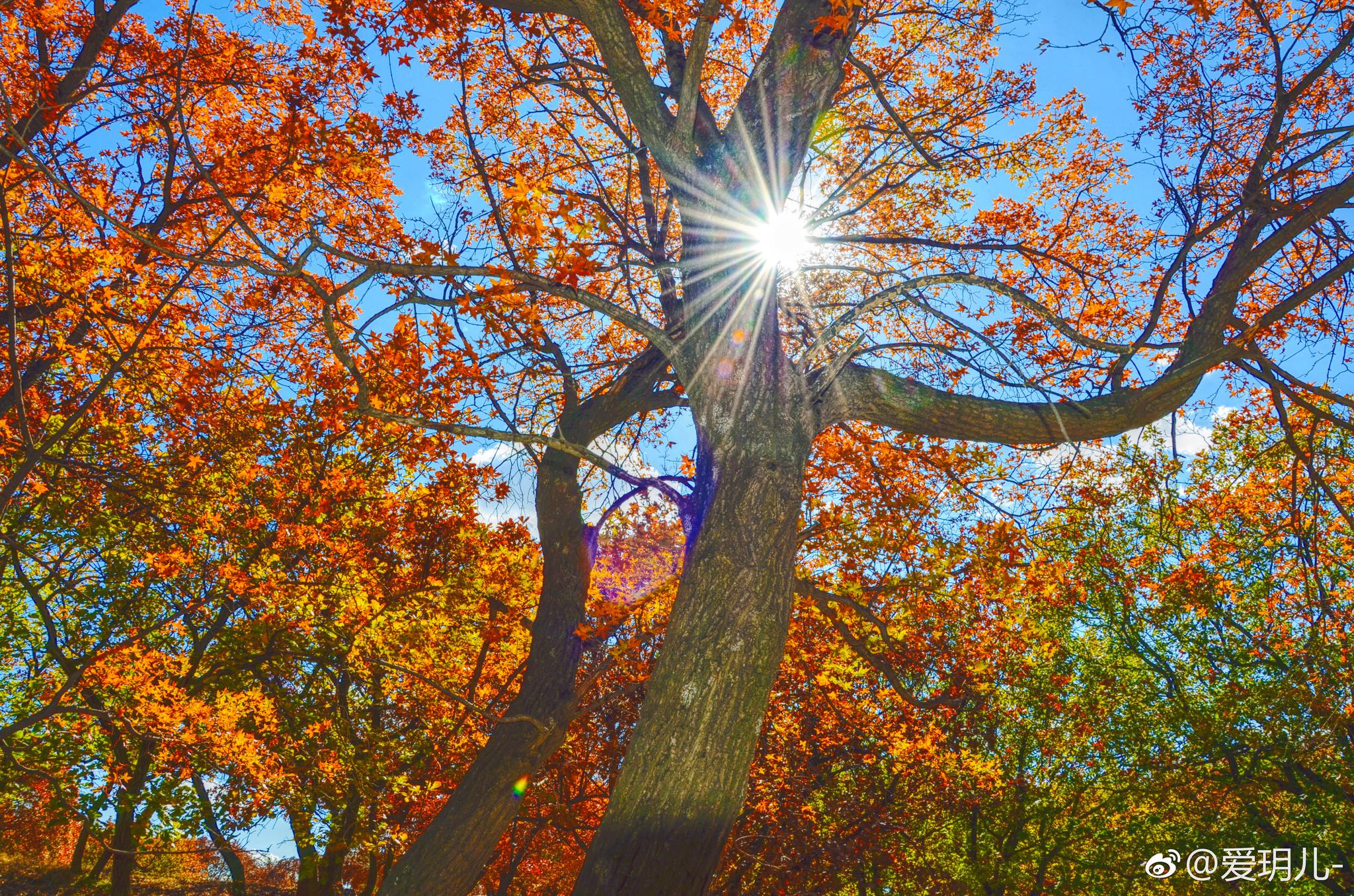 阳光,枫树,蓝天,总有一个风景会打动你.总有一个人会温暖你