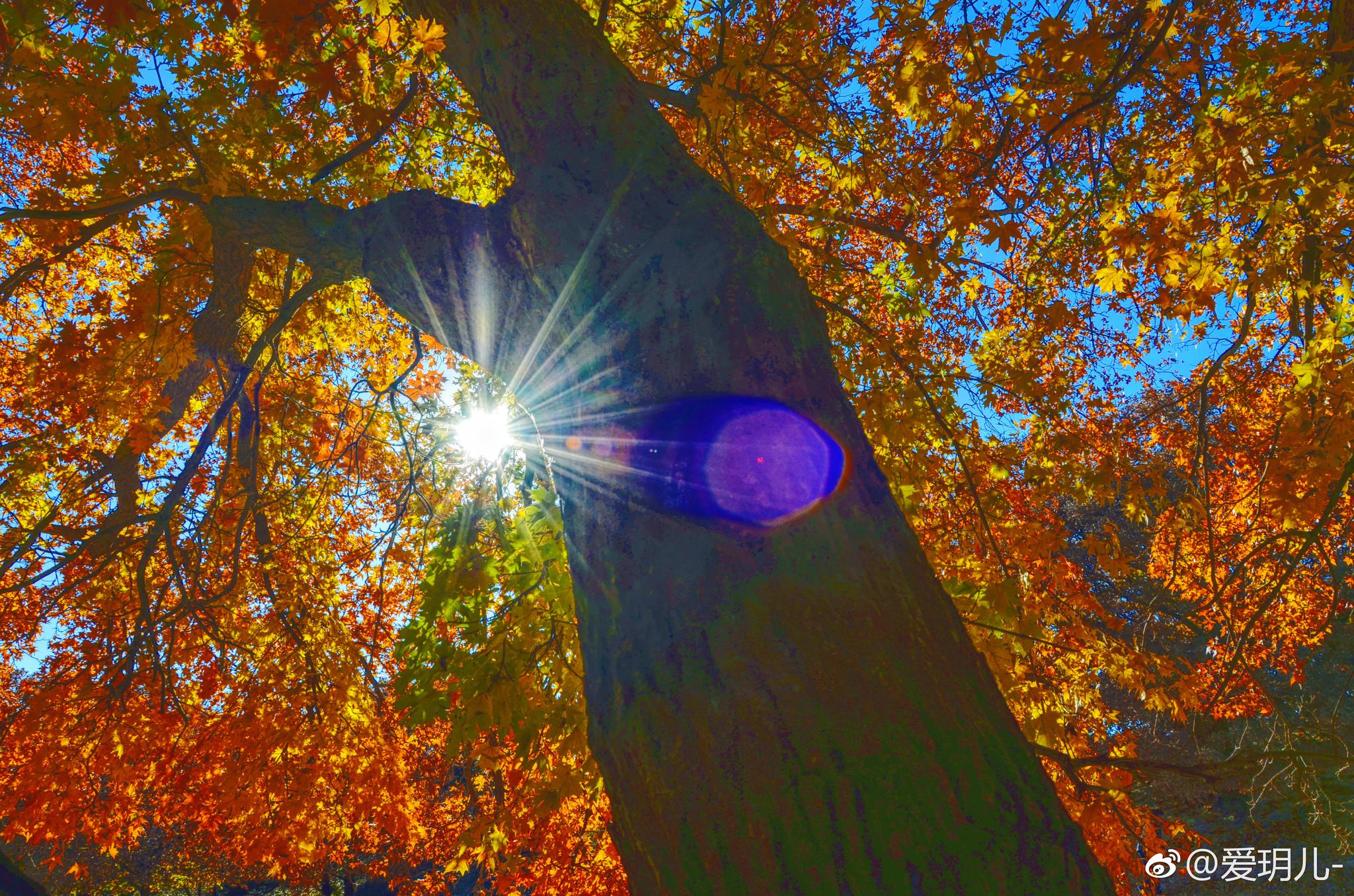 阳光,枫树,蓝天,总有一个风景会打动你.总有一个人会温暖你