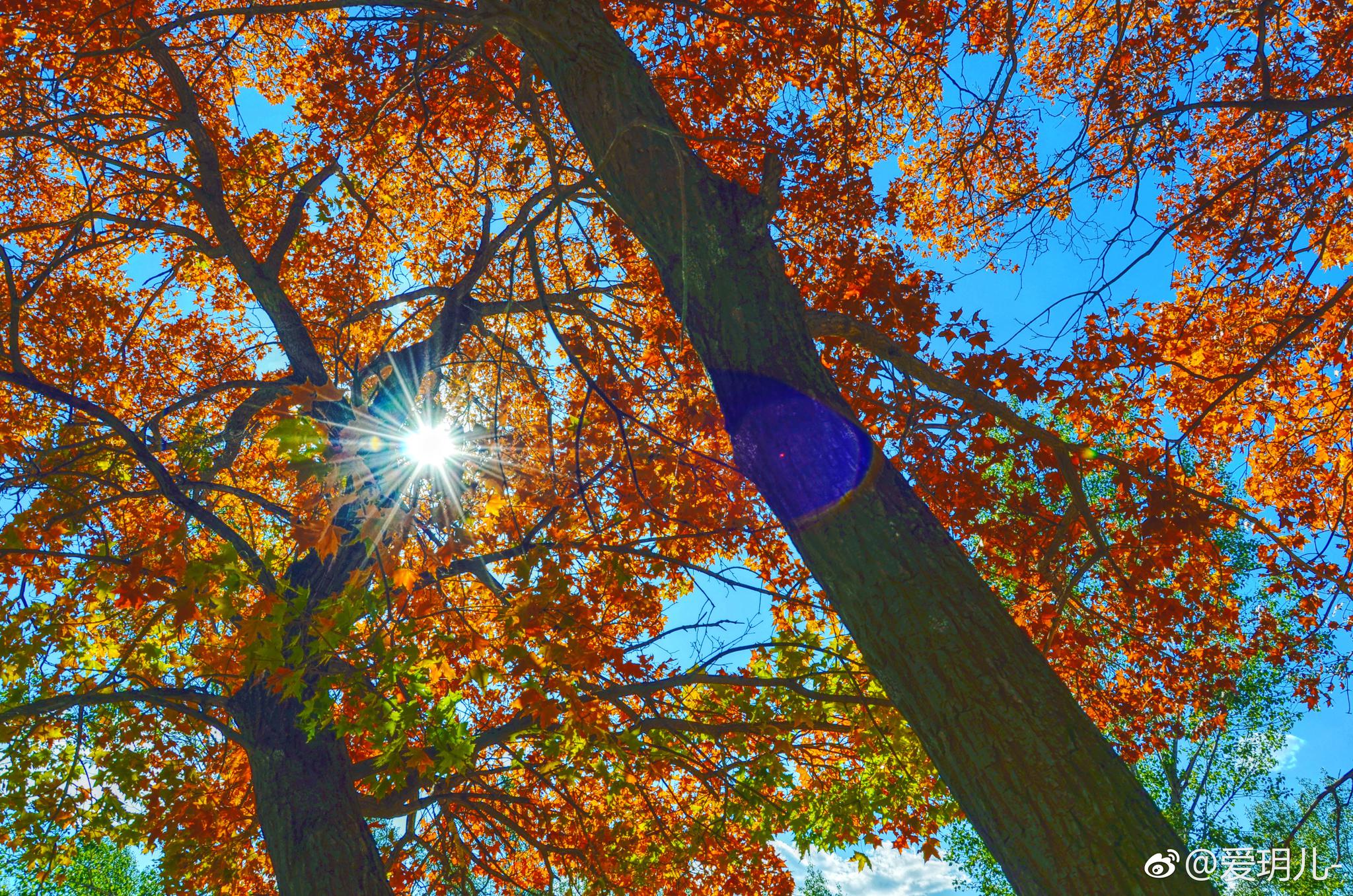 阳光,枫树,蓝天,总有一个风景会打动你.总有一个人会温暖你