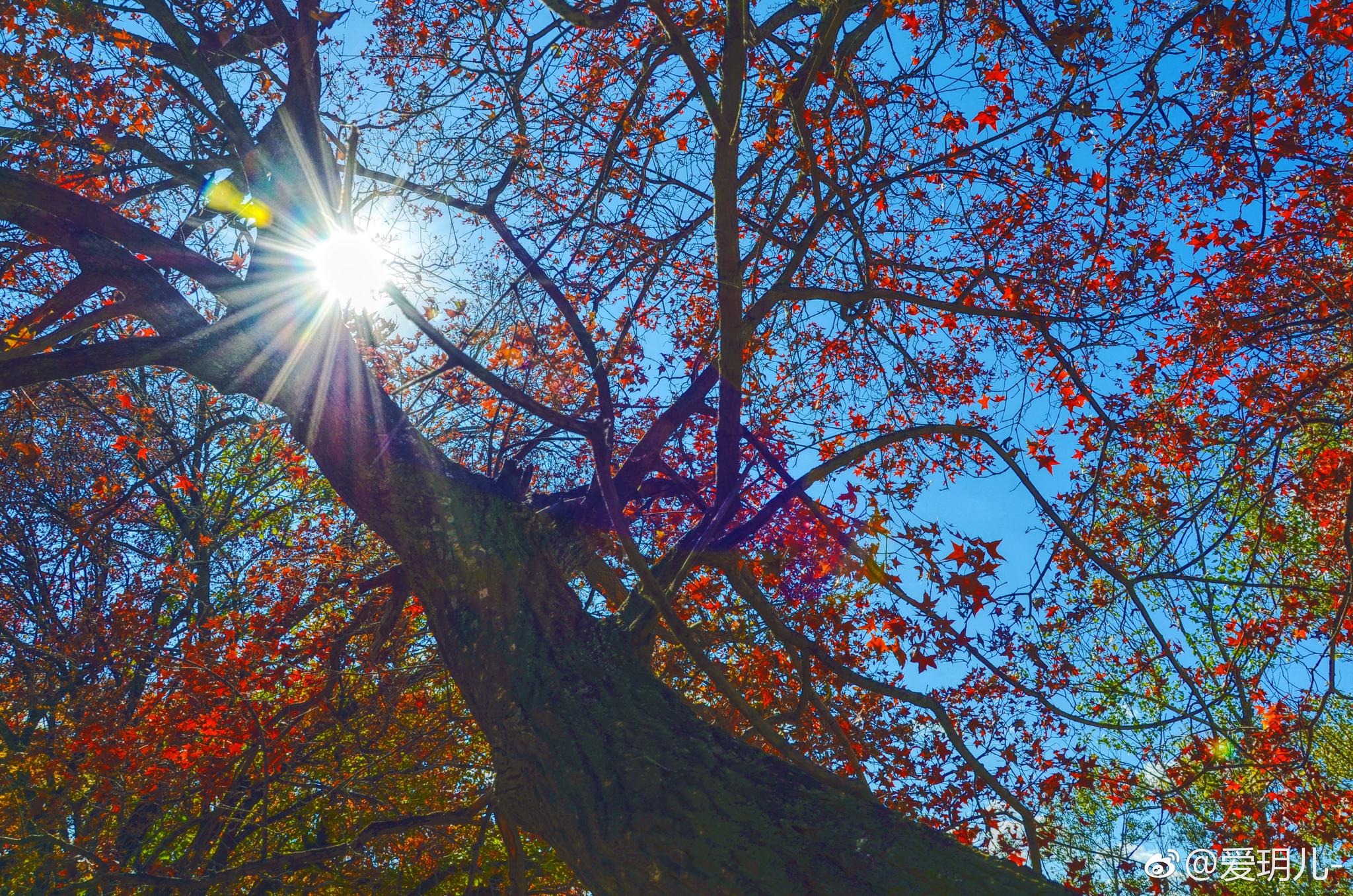 阳光,枫树,蓝天,总有一个风景会打动你.总有一个人会温暖你