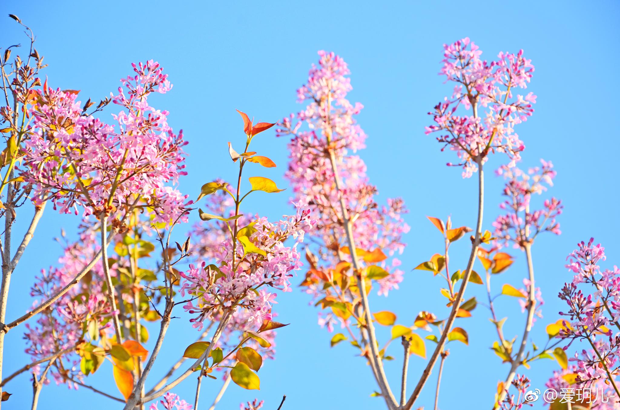 非常香的紫丁香每一天都这么好每一天都这么美