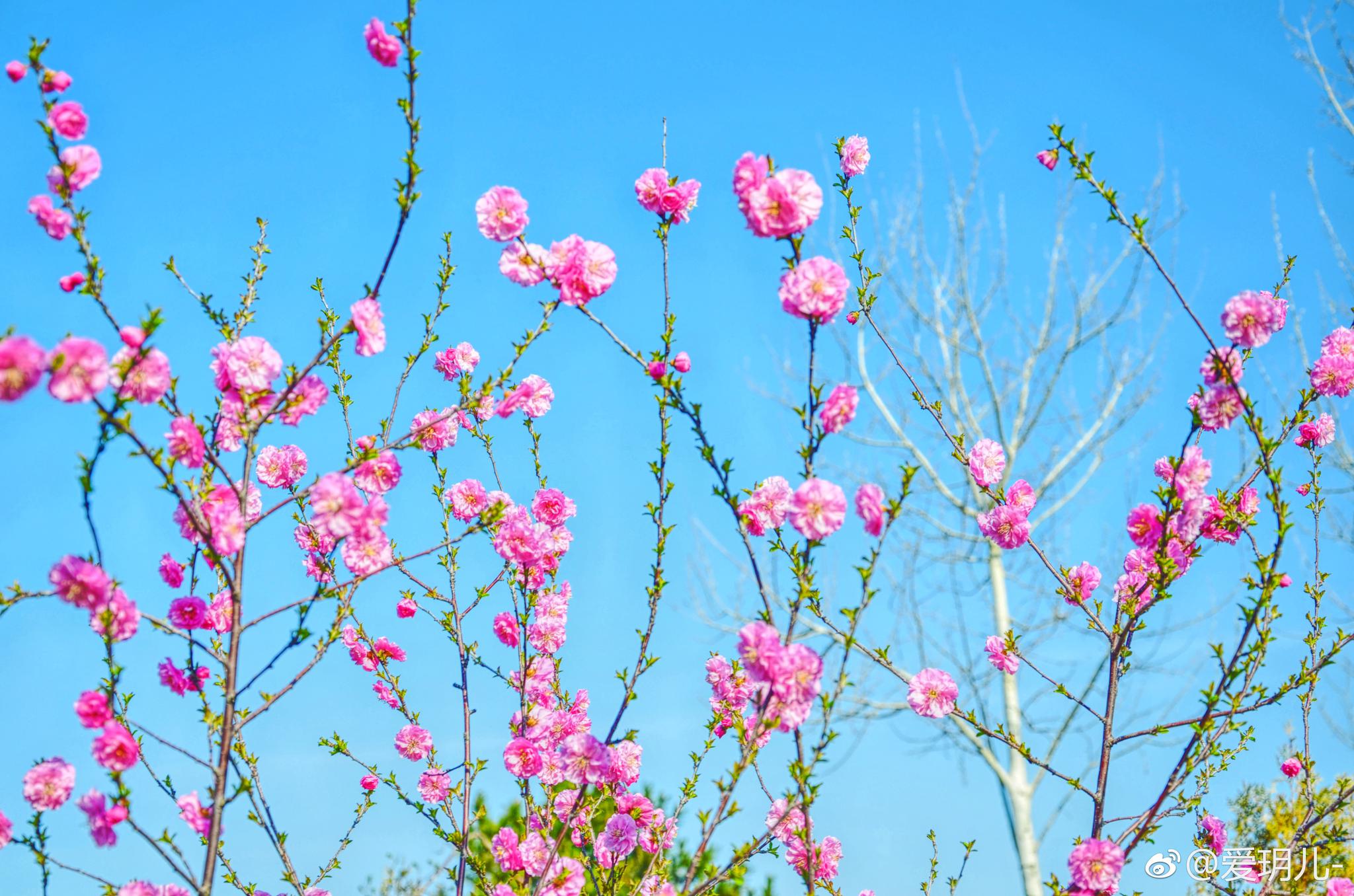 也许最美的日子,就是和你一起看桃花.拍于内蒙古通辽市辽河公园