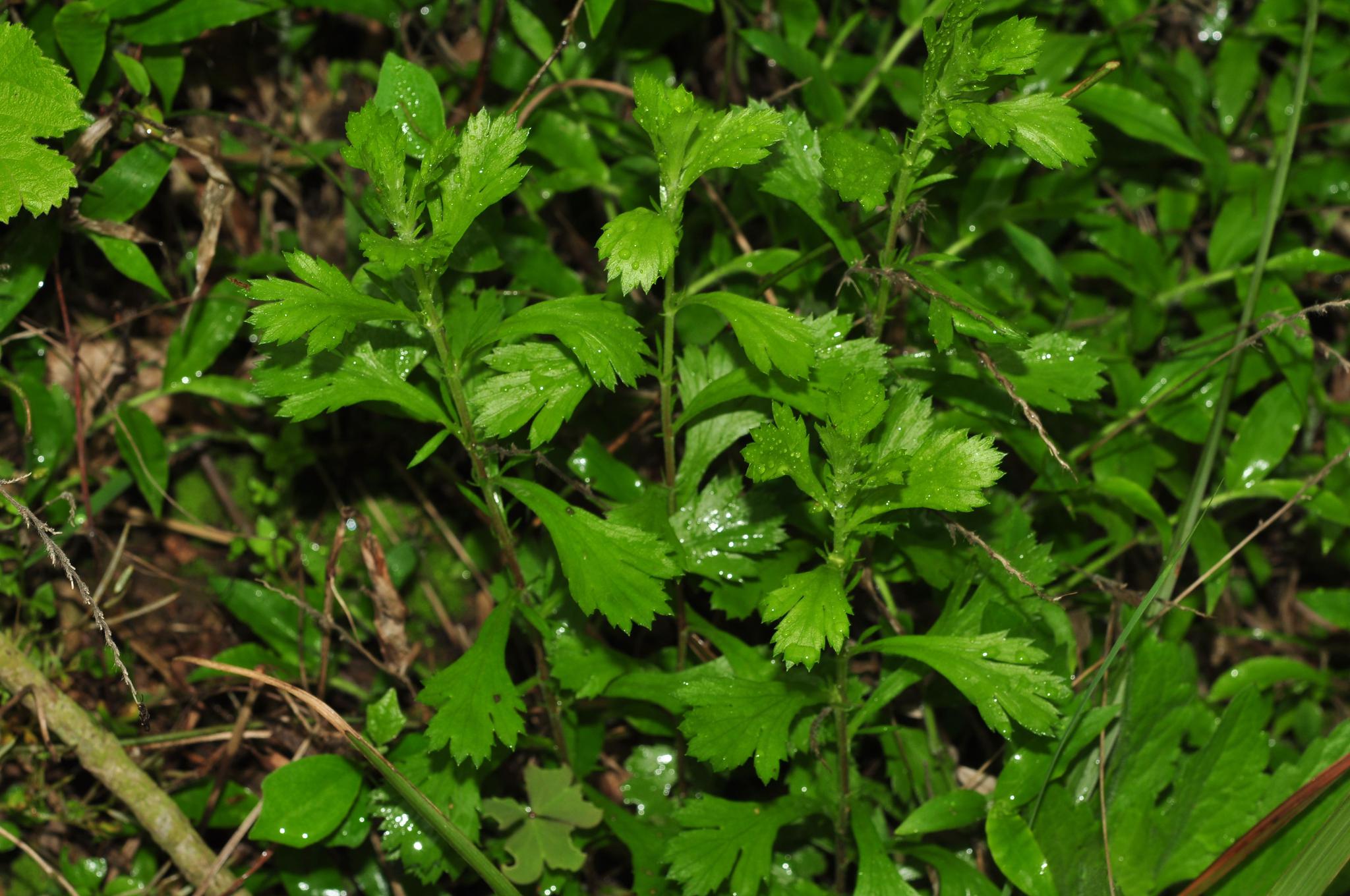 农村一种野草,散发出的臭味让人讨厌,只有老农民才知道它的用处