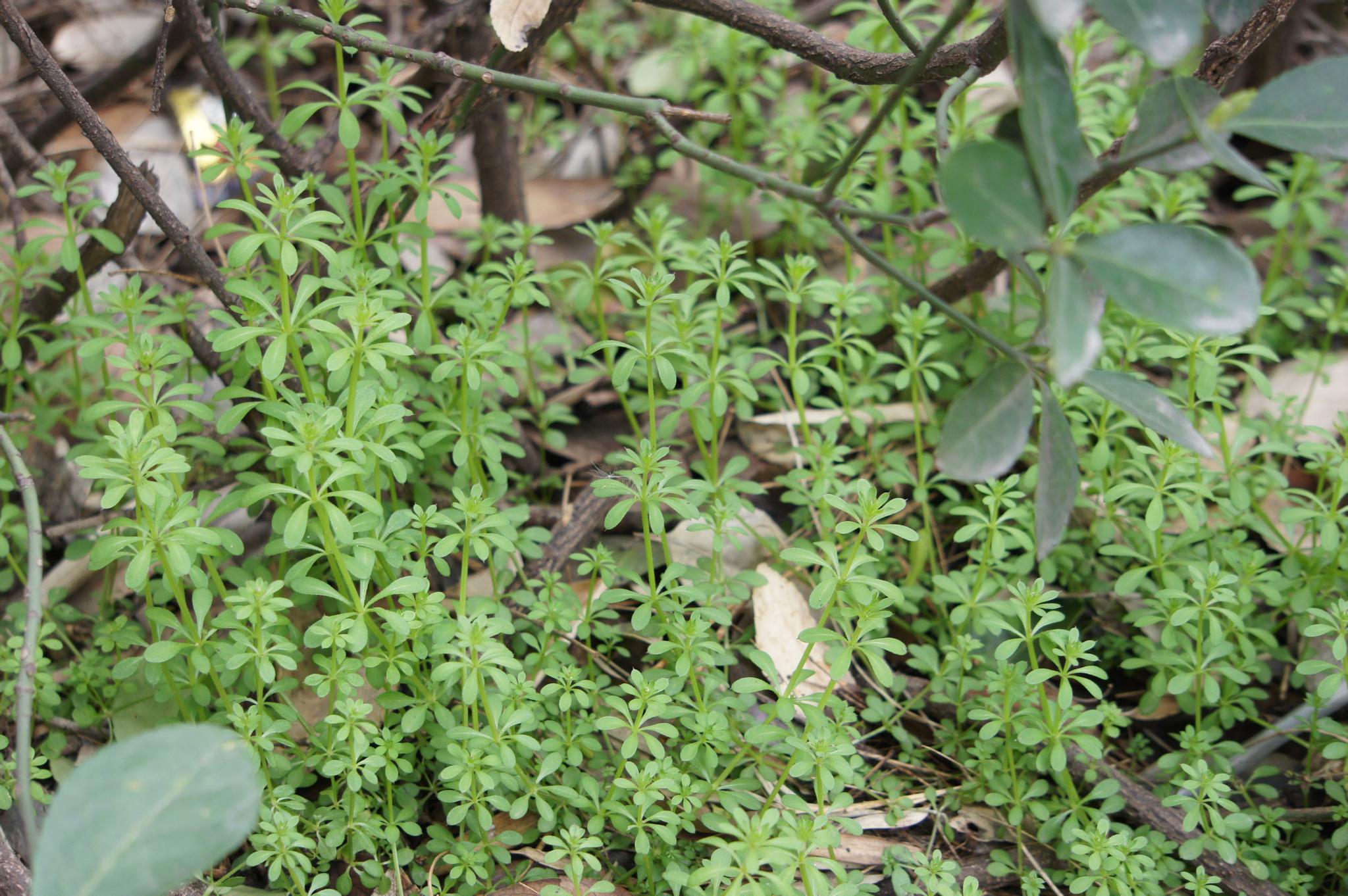 农村这4种野草,让农民痛恨不已,却不知它们是治病的良药