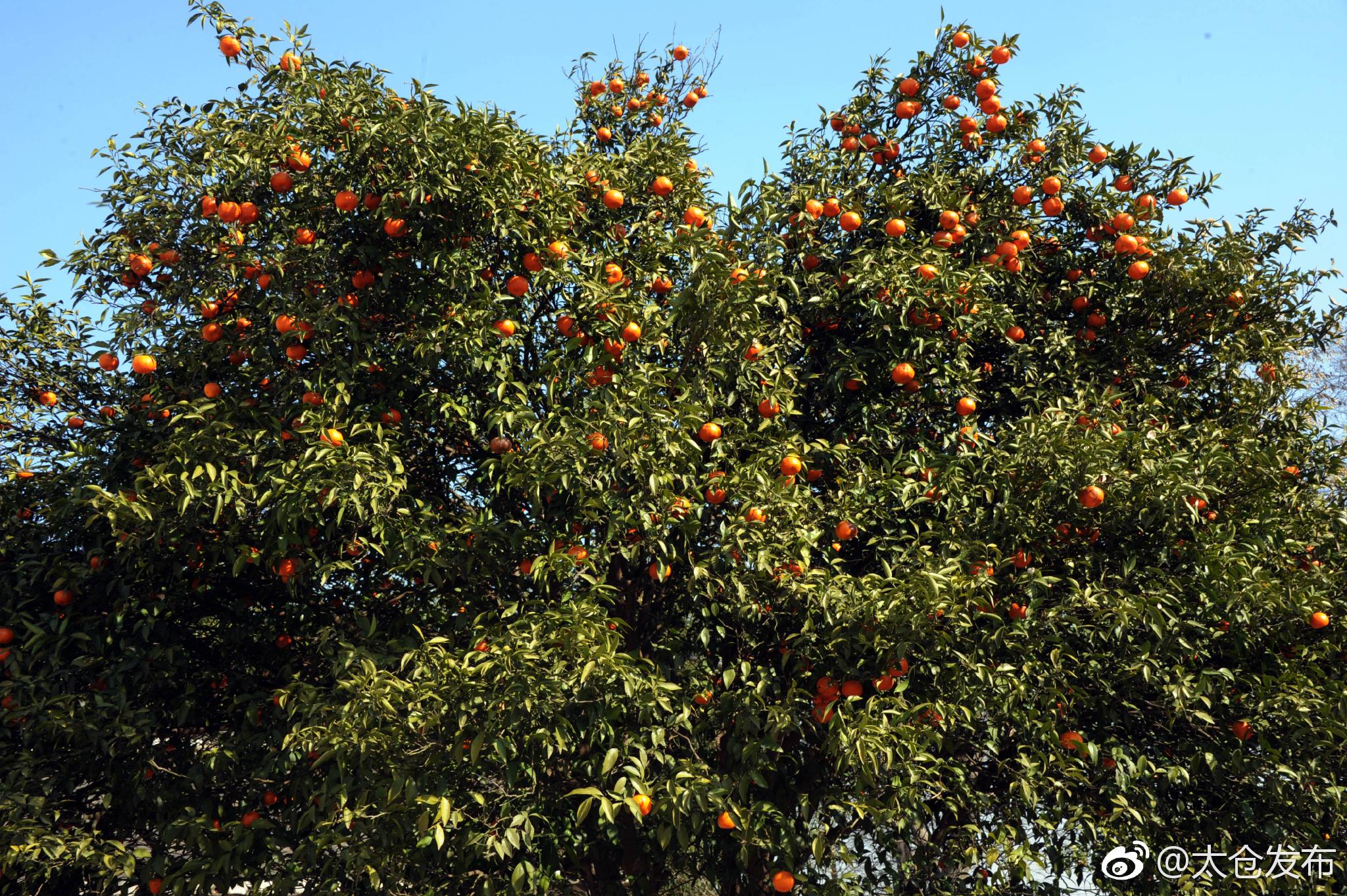 30年老桔树结果3000多