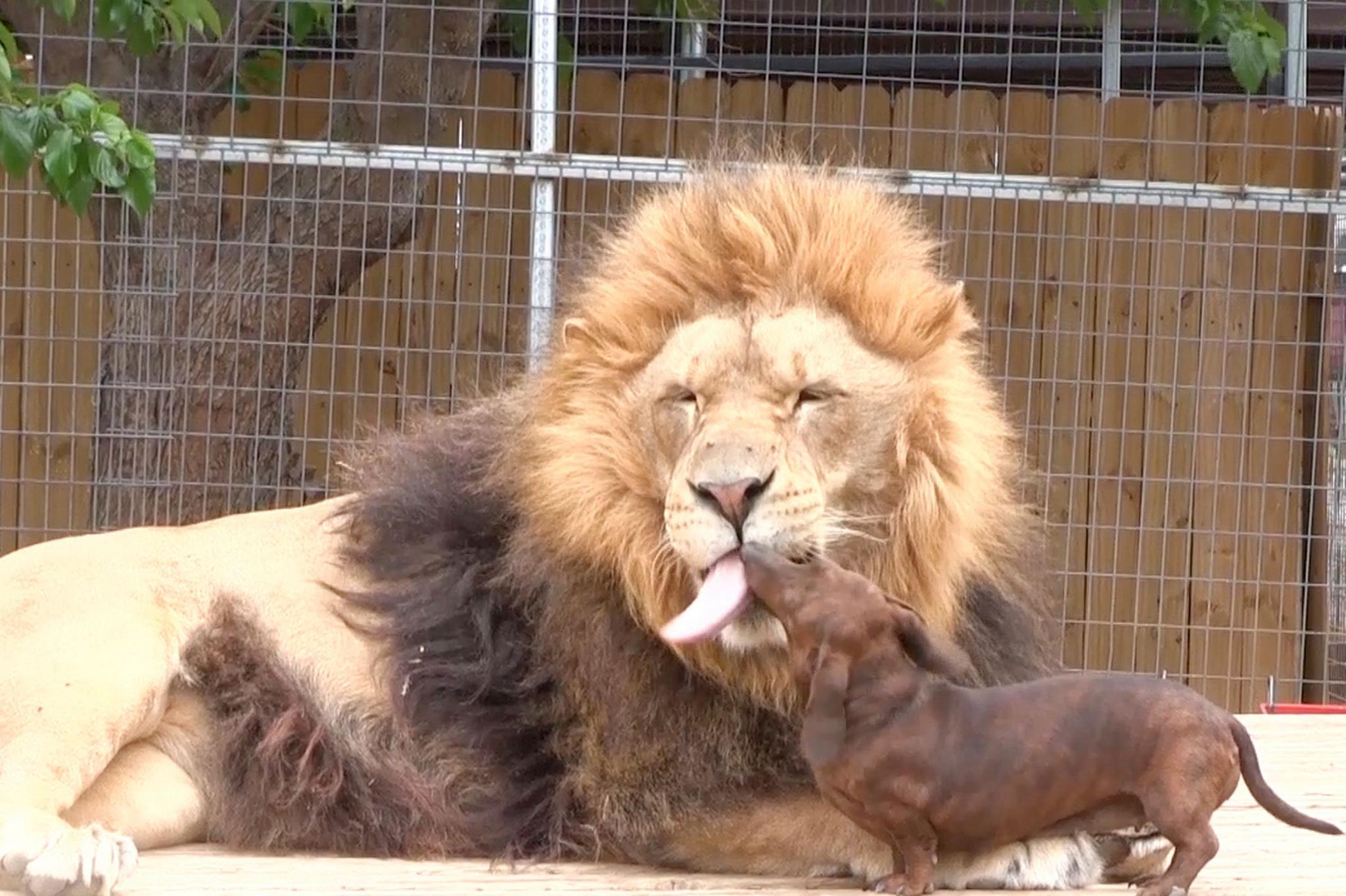 一只老狮子遭同伴孤立,却被管理员送来的狗改变了一生