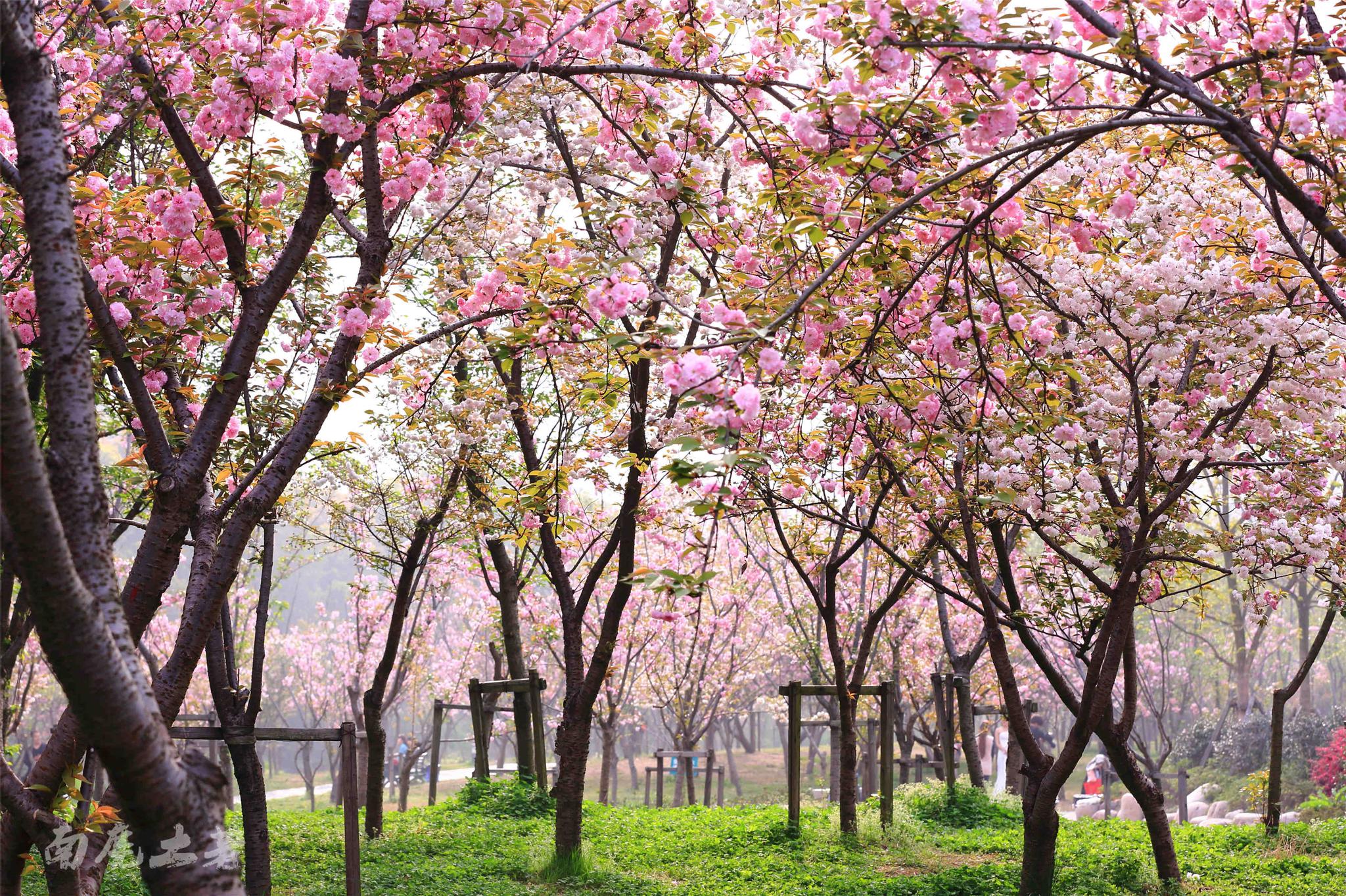 宛委山晚樱快开了,你准备好了吗|宛委山|晚樱|绍兴_新浪新闻