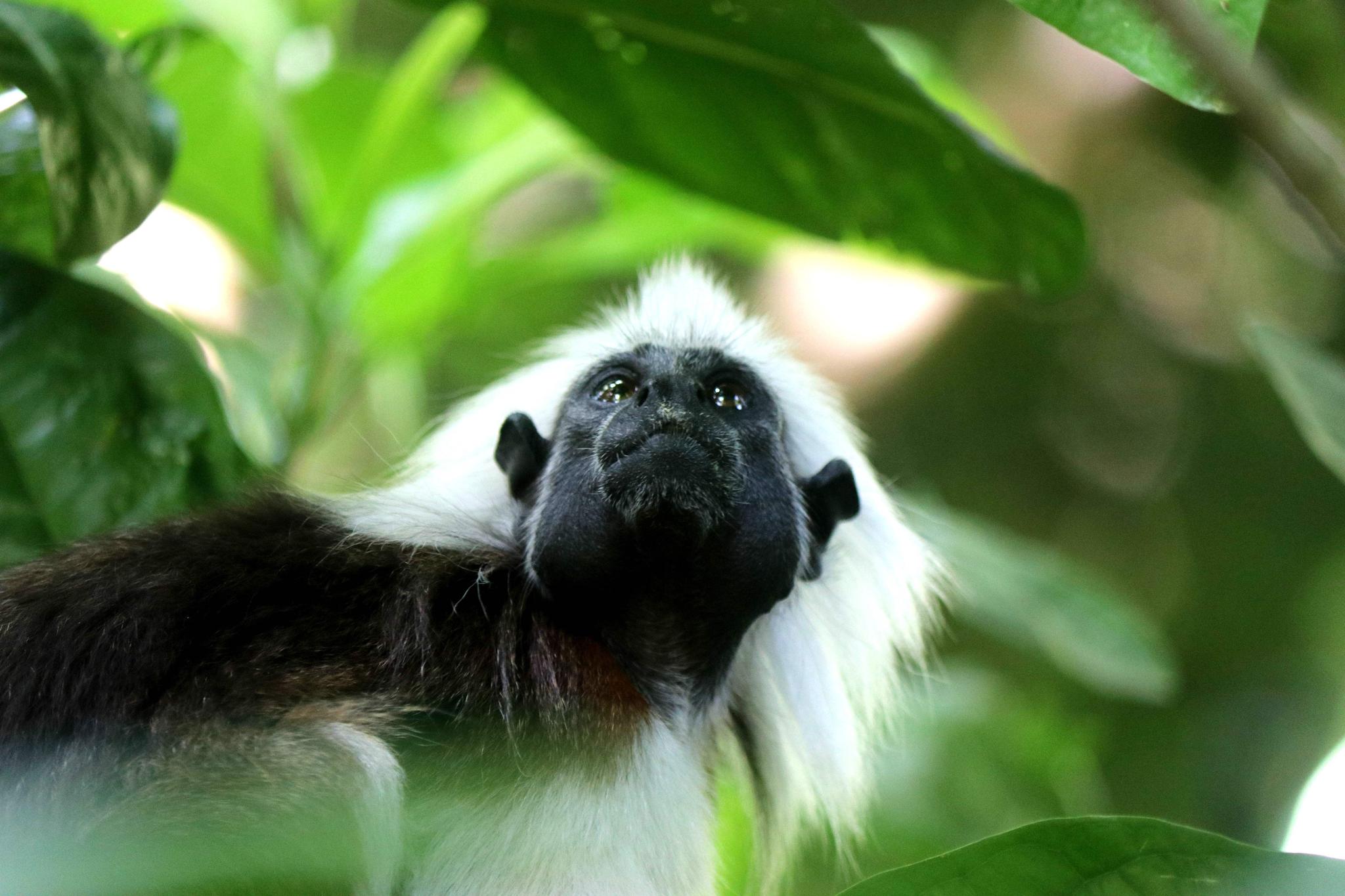《躺在床上环游世界》新加坡动物园游览(多图预警!~)